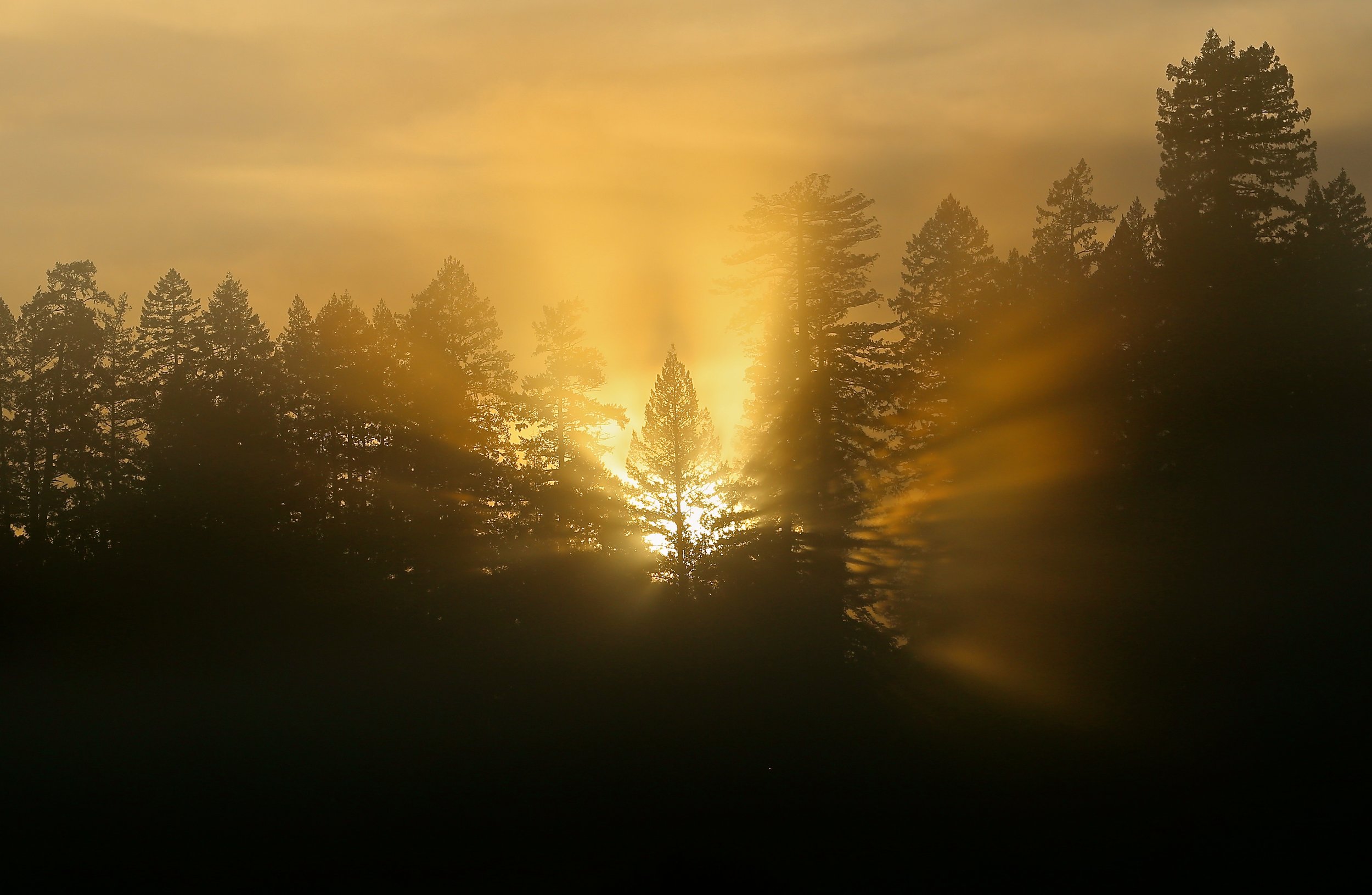 Sun shining through trees