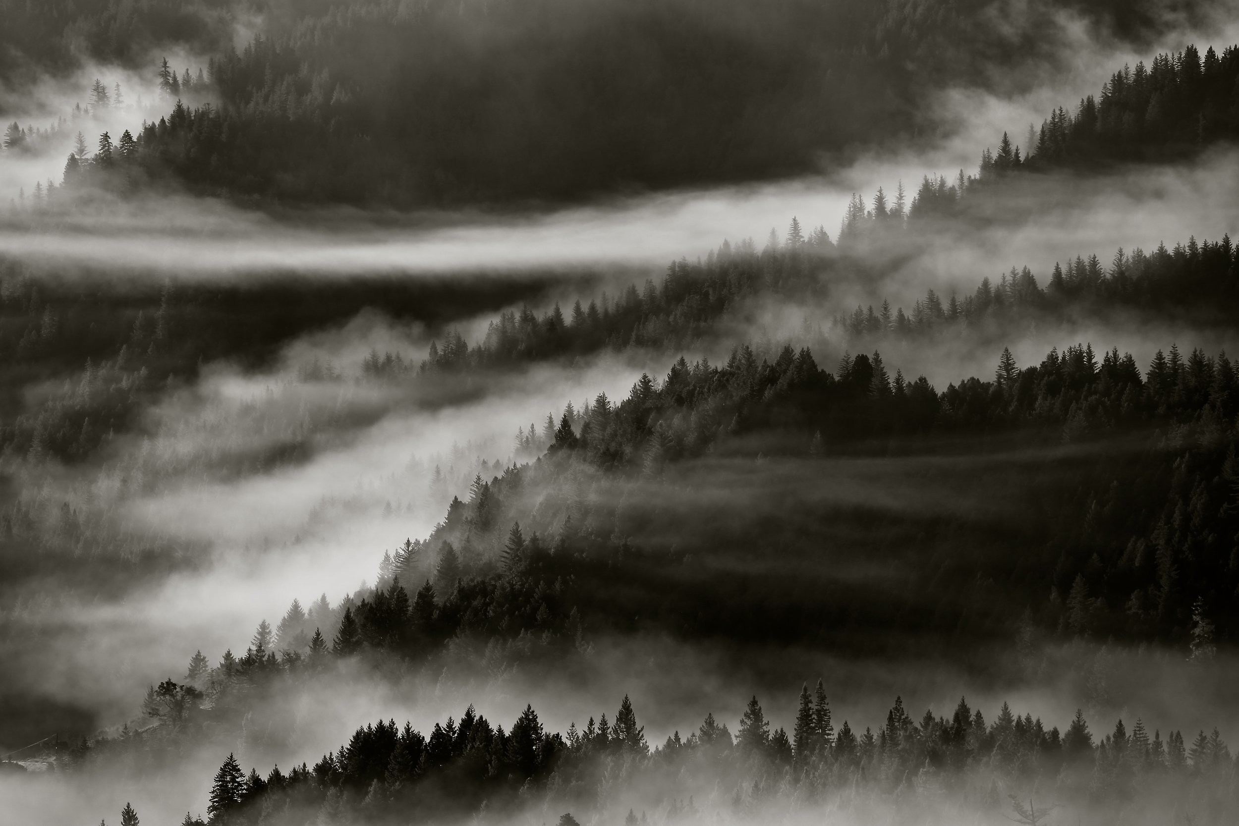 Fog over trees