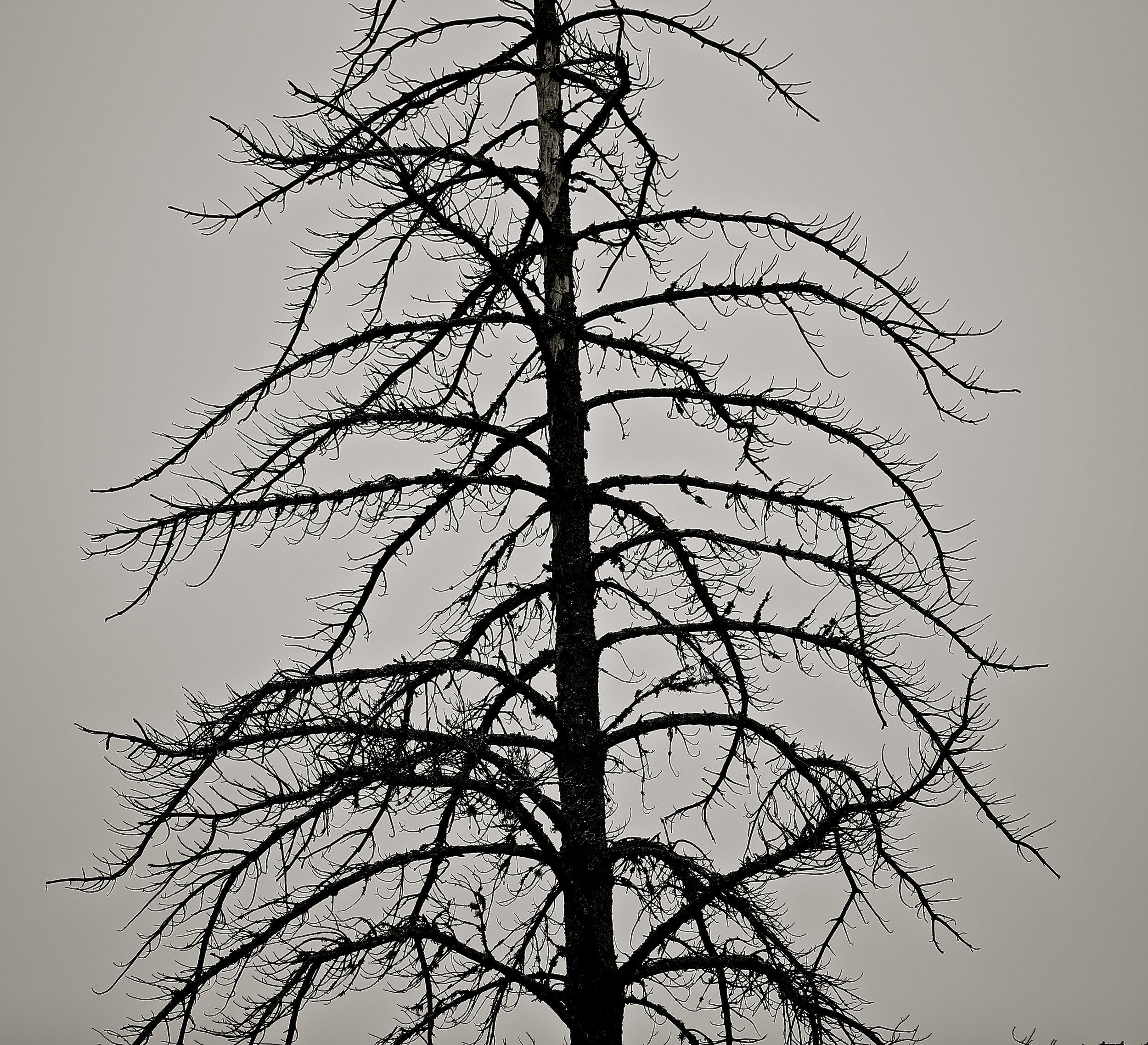 Tree in Winter