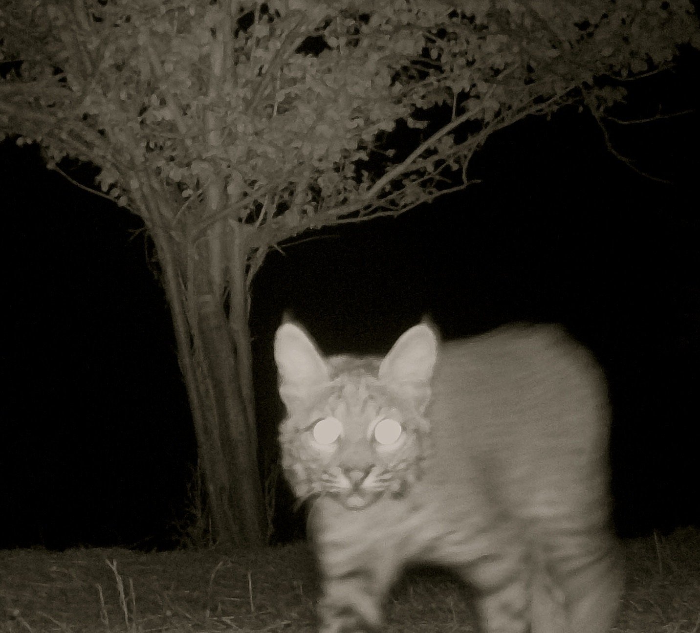 Bobcat
