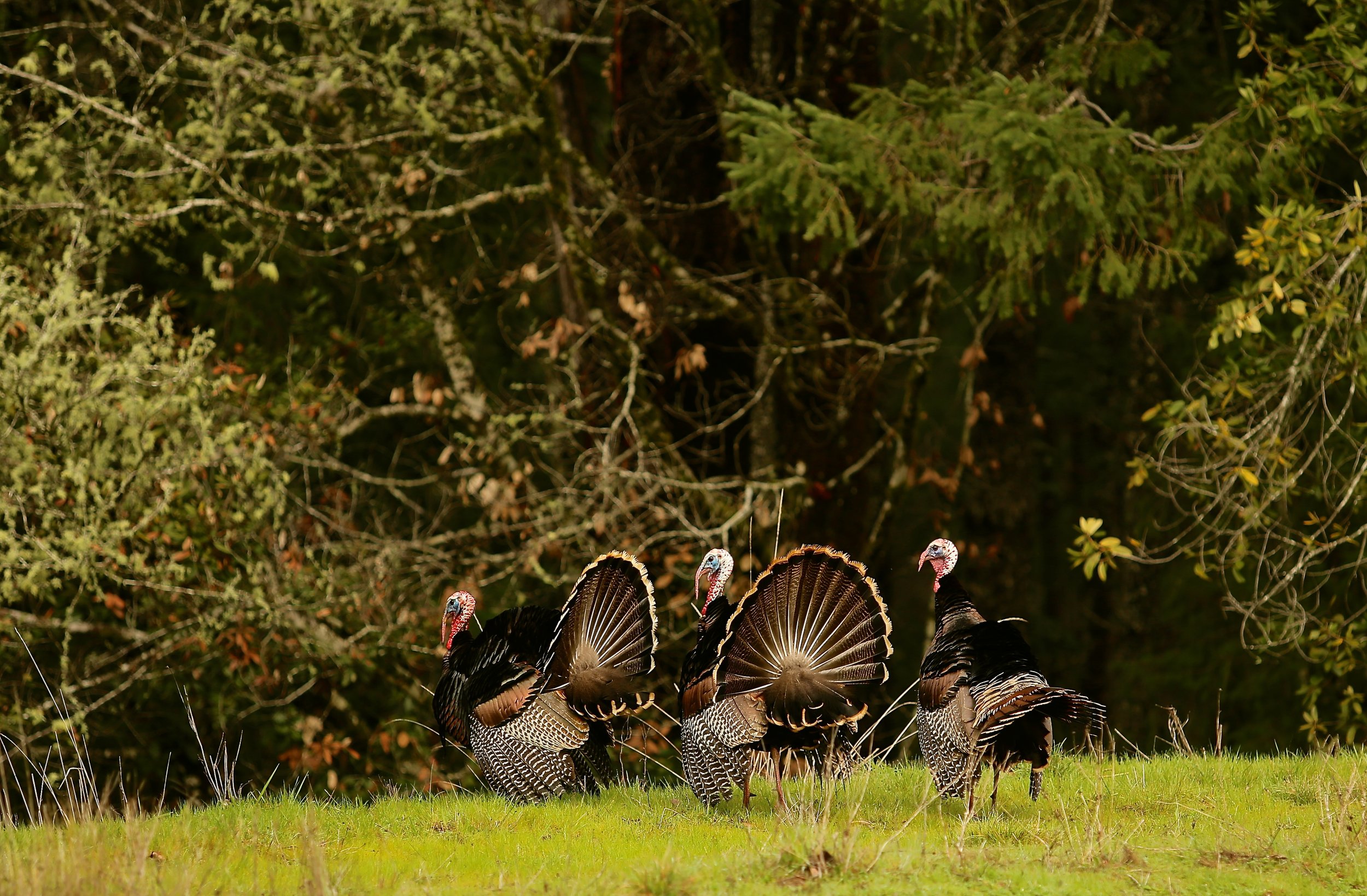 Wild turkeys