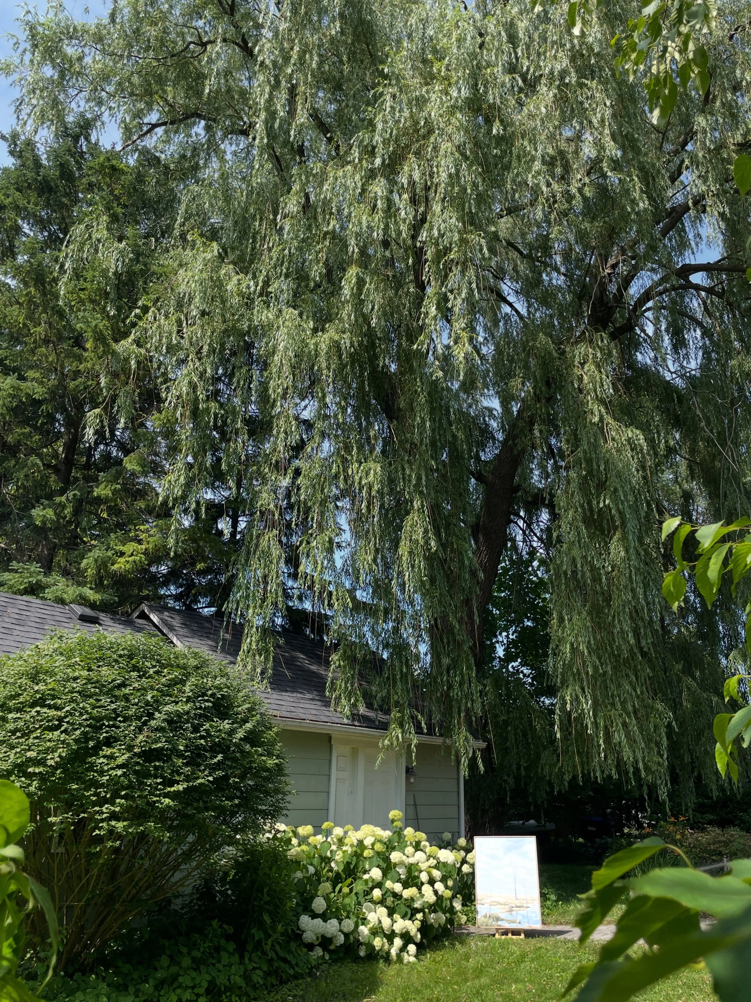 Outdoor photo shoot dwarfed by giant willow!! #swipeleftformore⬅️