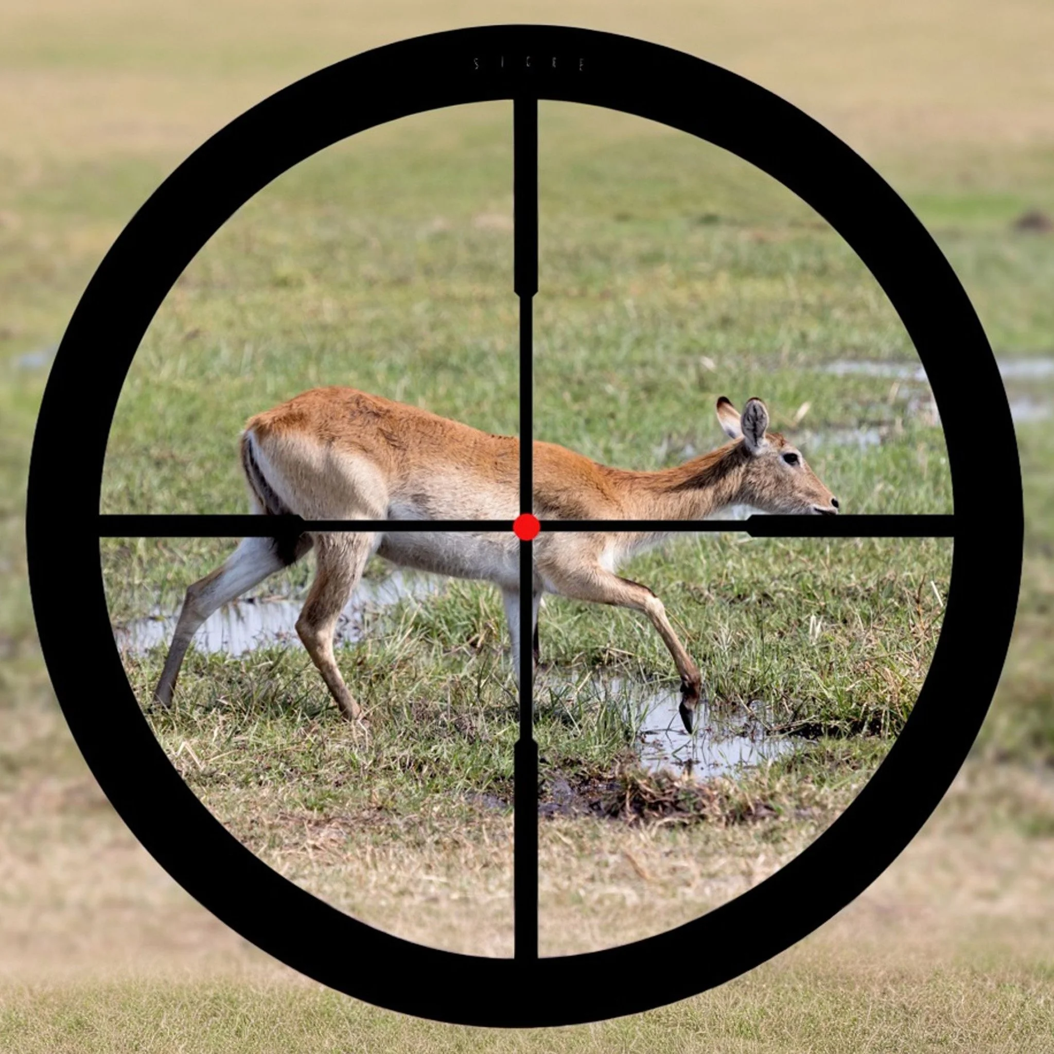 Person holding a raw pork chop with a butcher knife, on a wooden cutting board, with more pork and meat products in the background.
