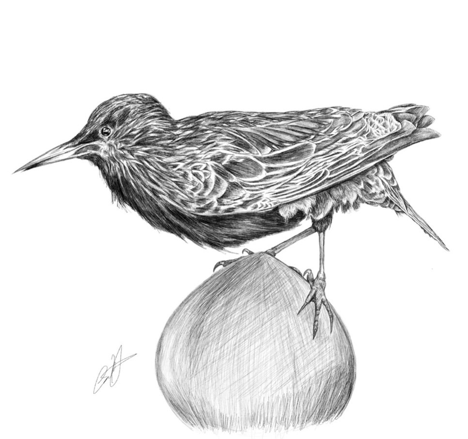 Bird.jpg