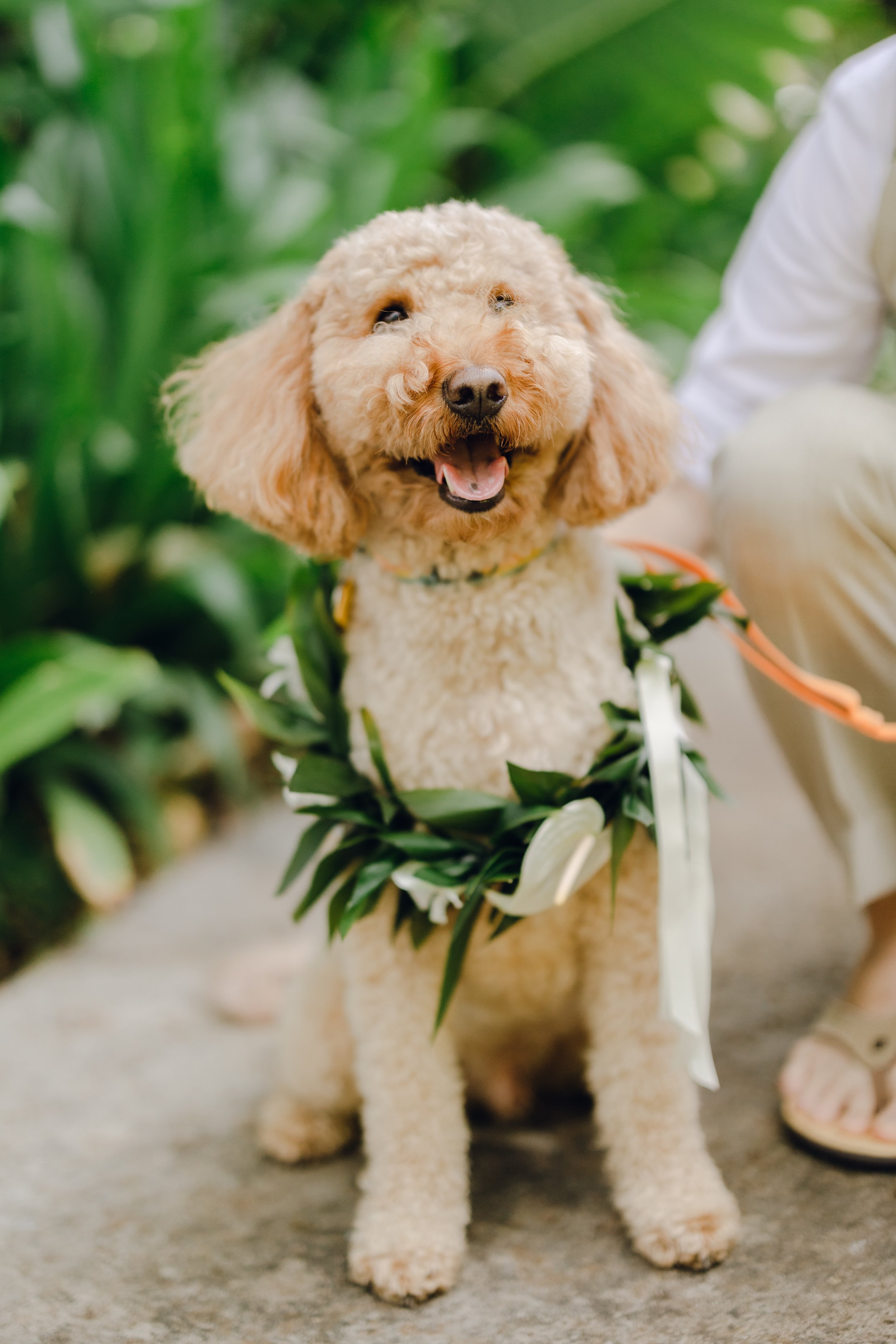 Olowalu Morning Wedding