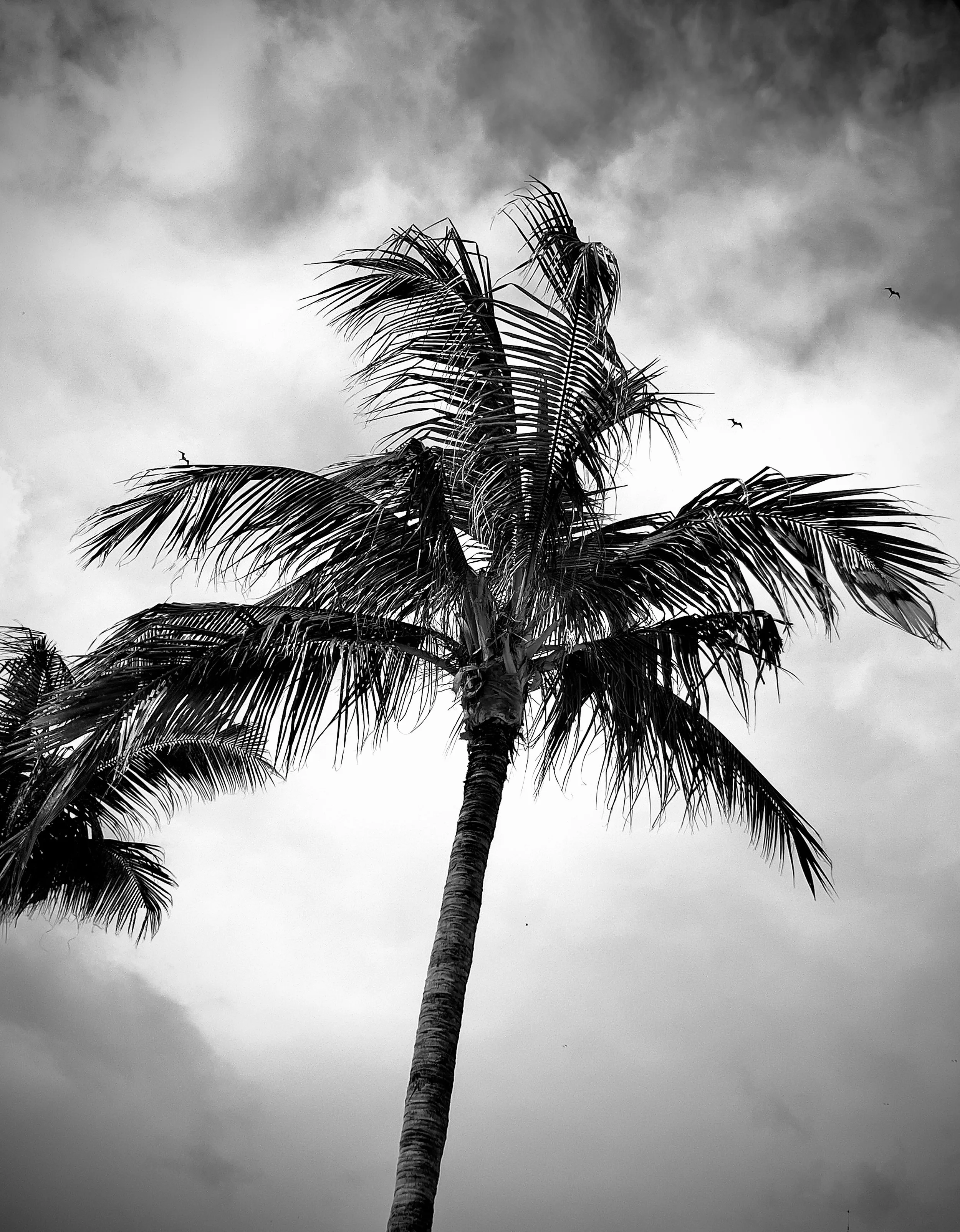  “MEXICO” Where the warm wind blows! 