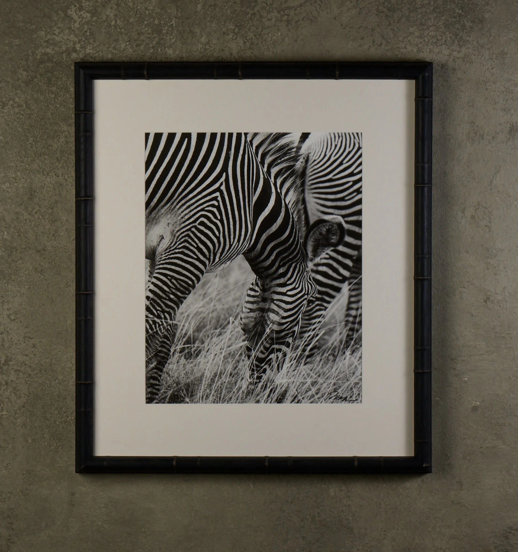 Two Zebras