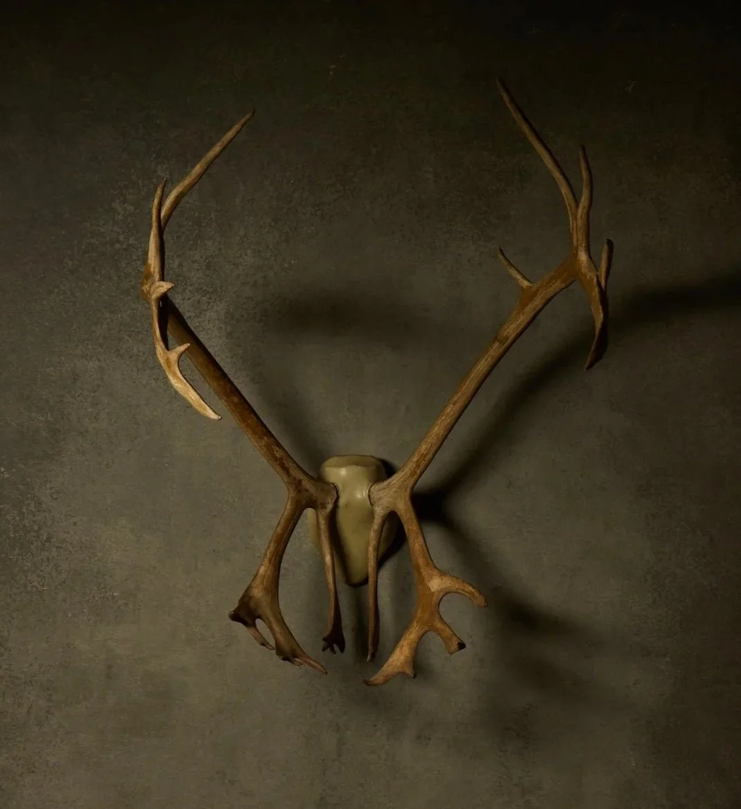 Caribu Antlers