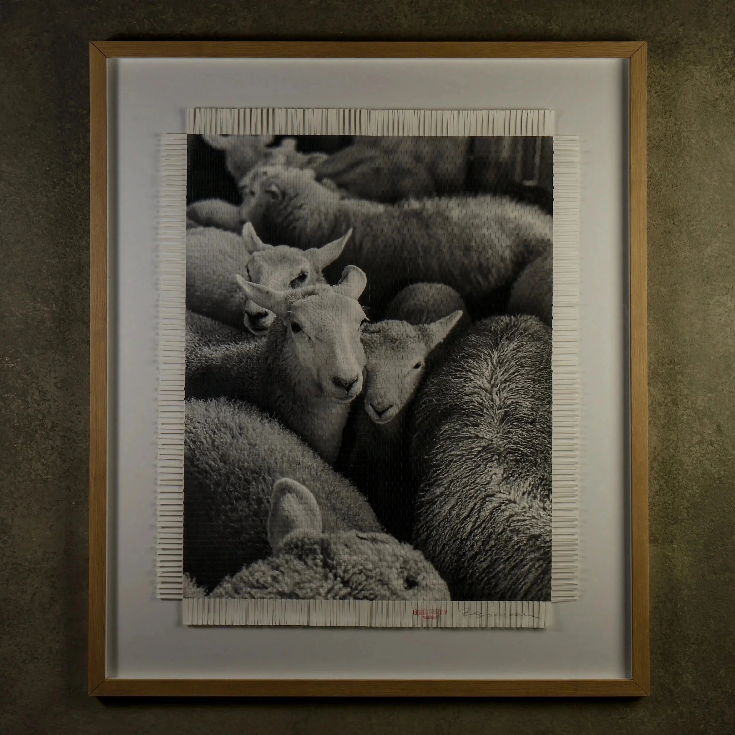 1062_D02_S29_0505_Fernando_Sheep.jpg