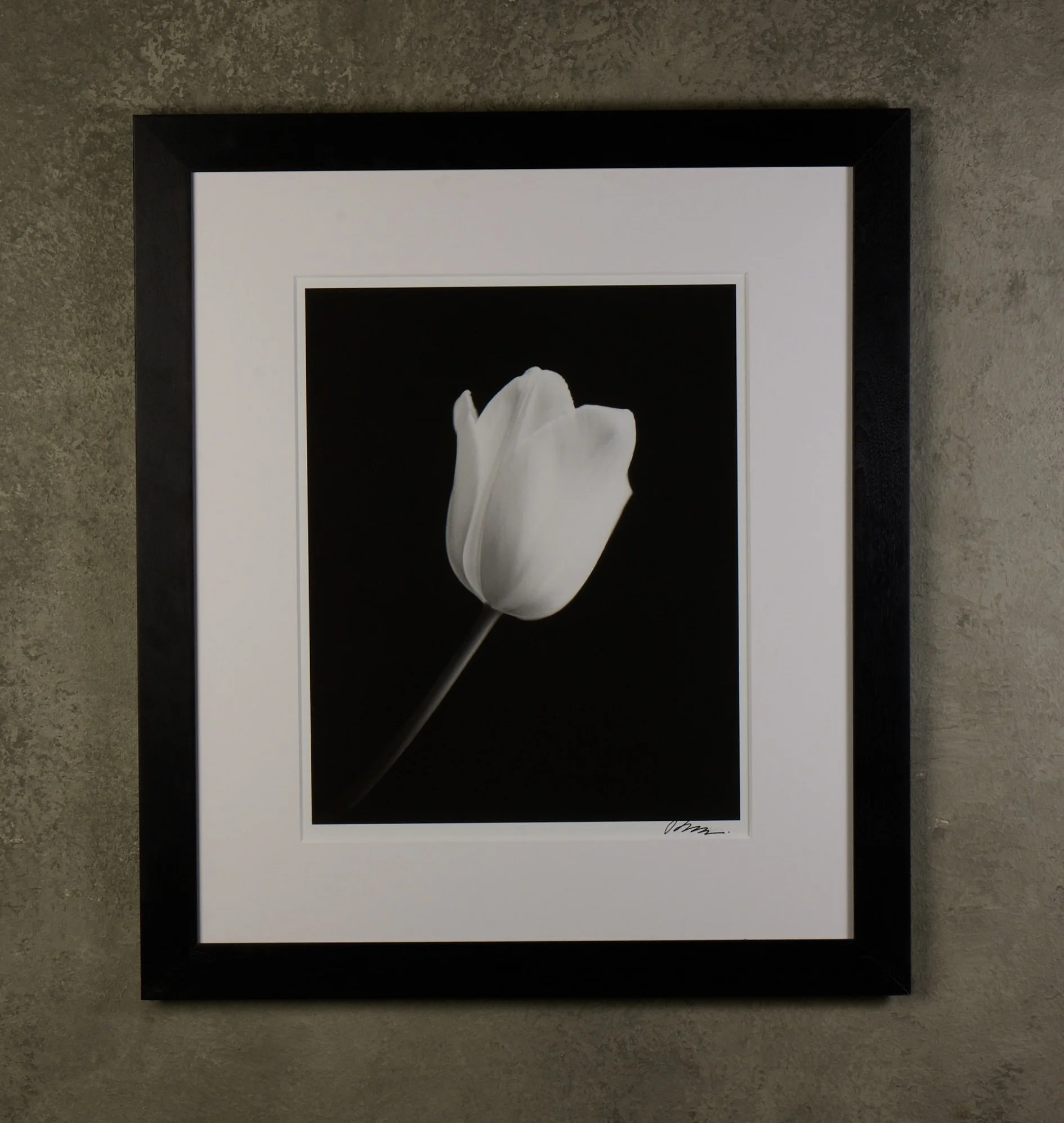 Tulip