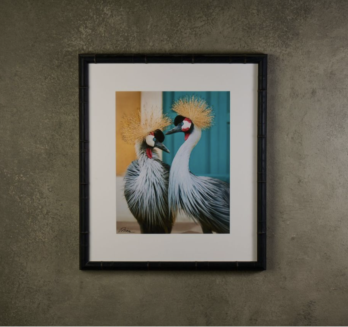 Two Grey Crowned