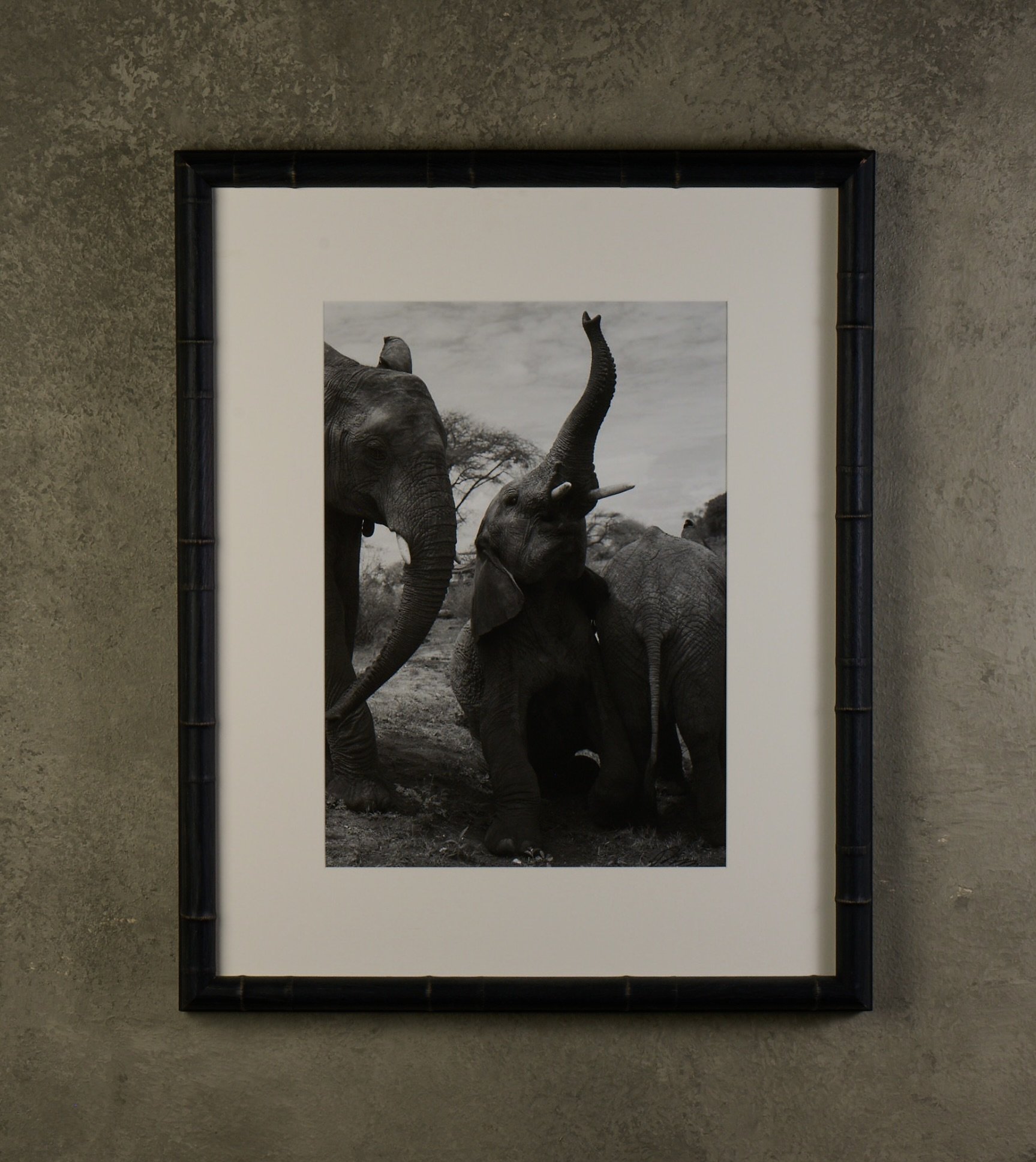 Elephants at Play