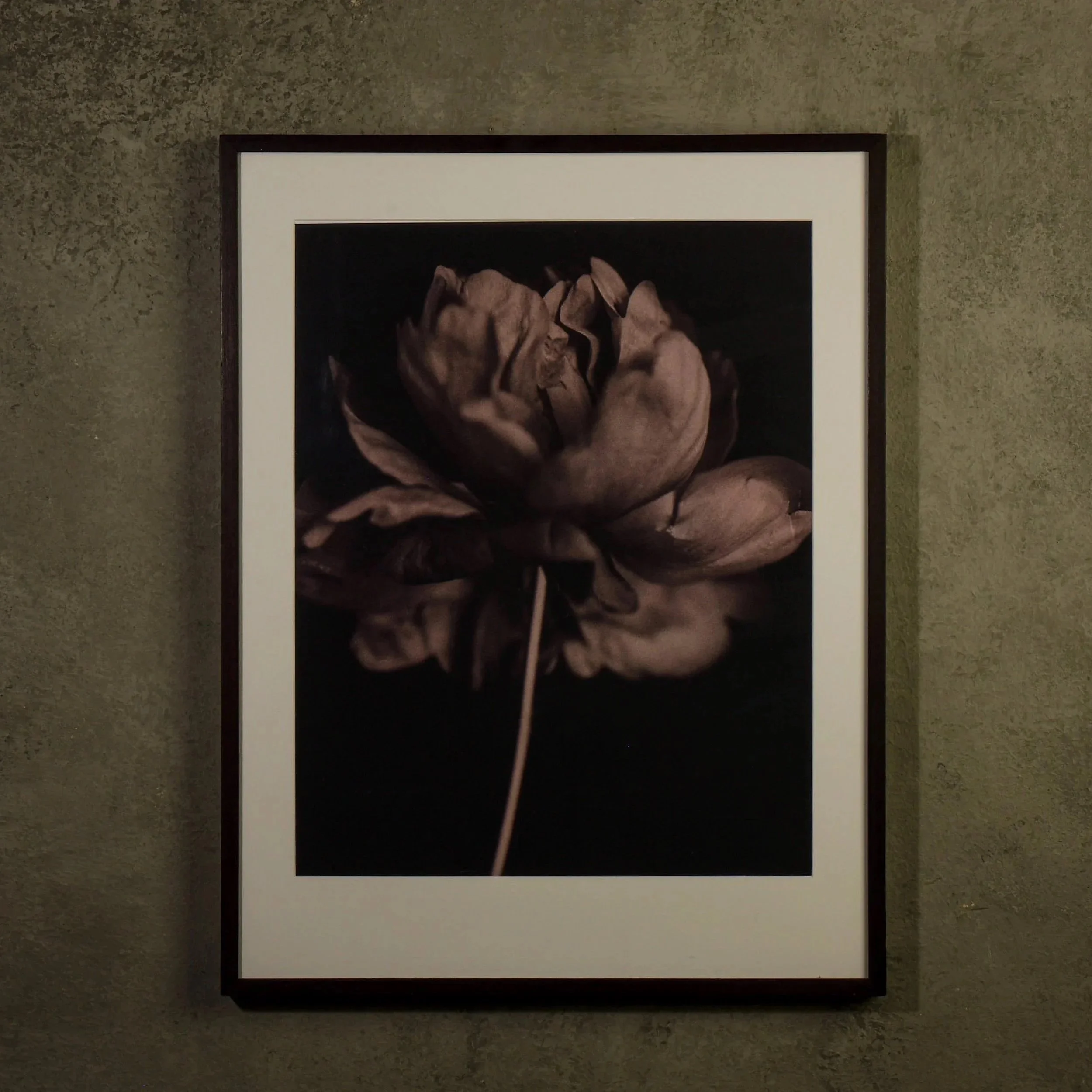 1062_D02_S26_0484_Freeman_Peony.jpg