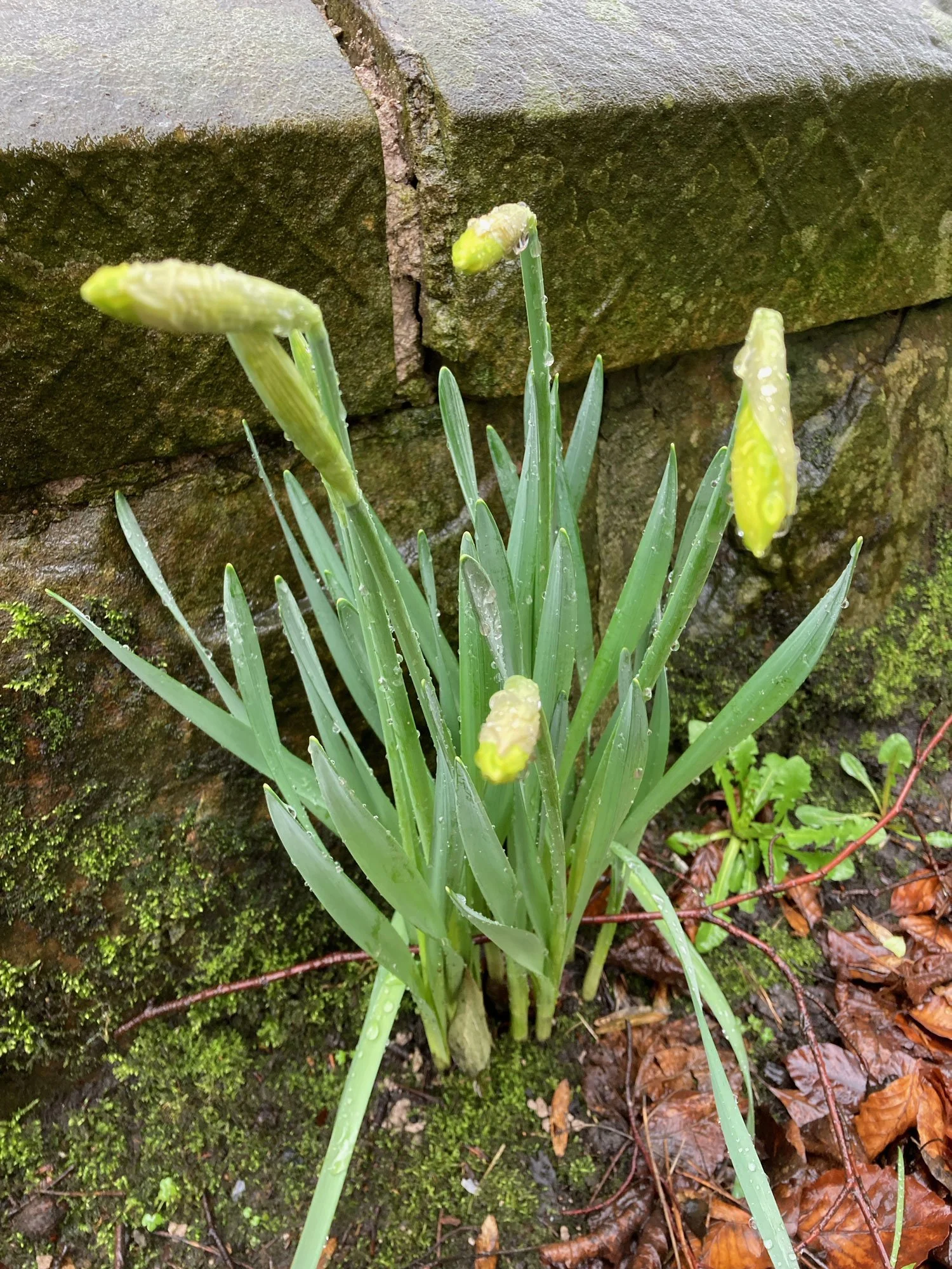 Photo of daffodils yet to bloom in the rain