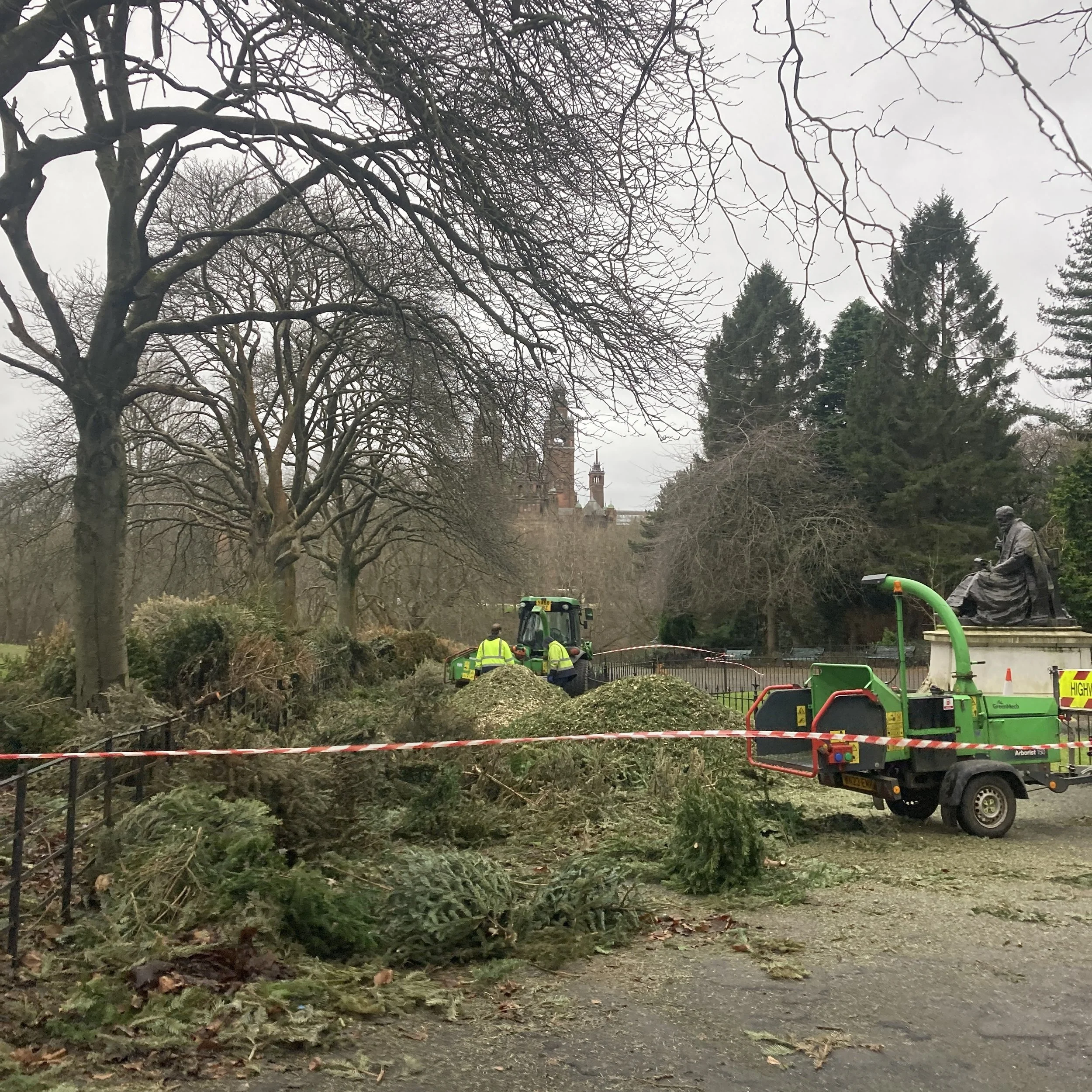 Christmas trees being recycled at Kelvingrove Park Glasgow