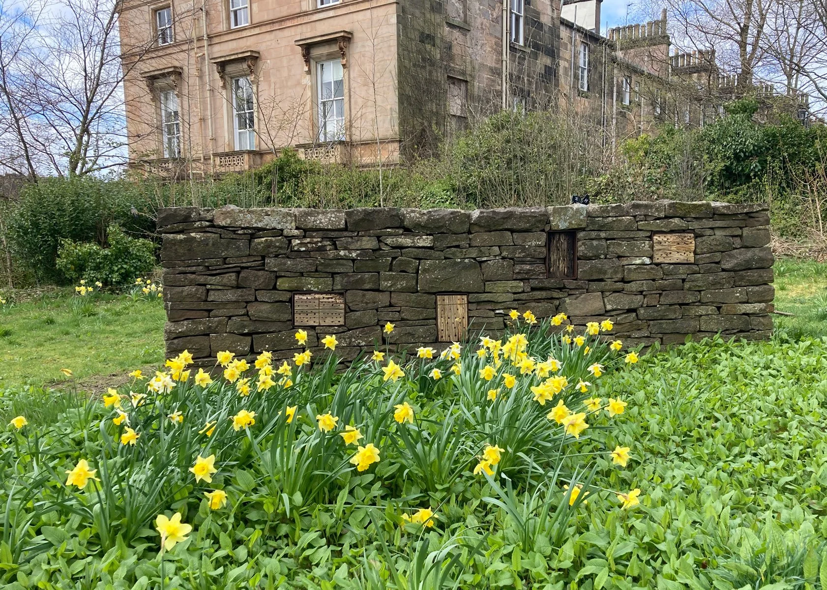 Bug house with daffodils blooming, Botanic Gardens Glasgow