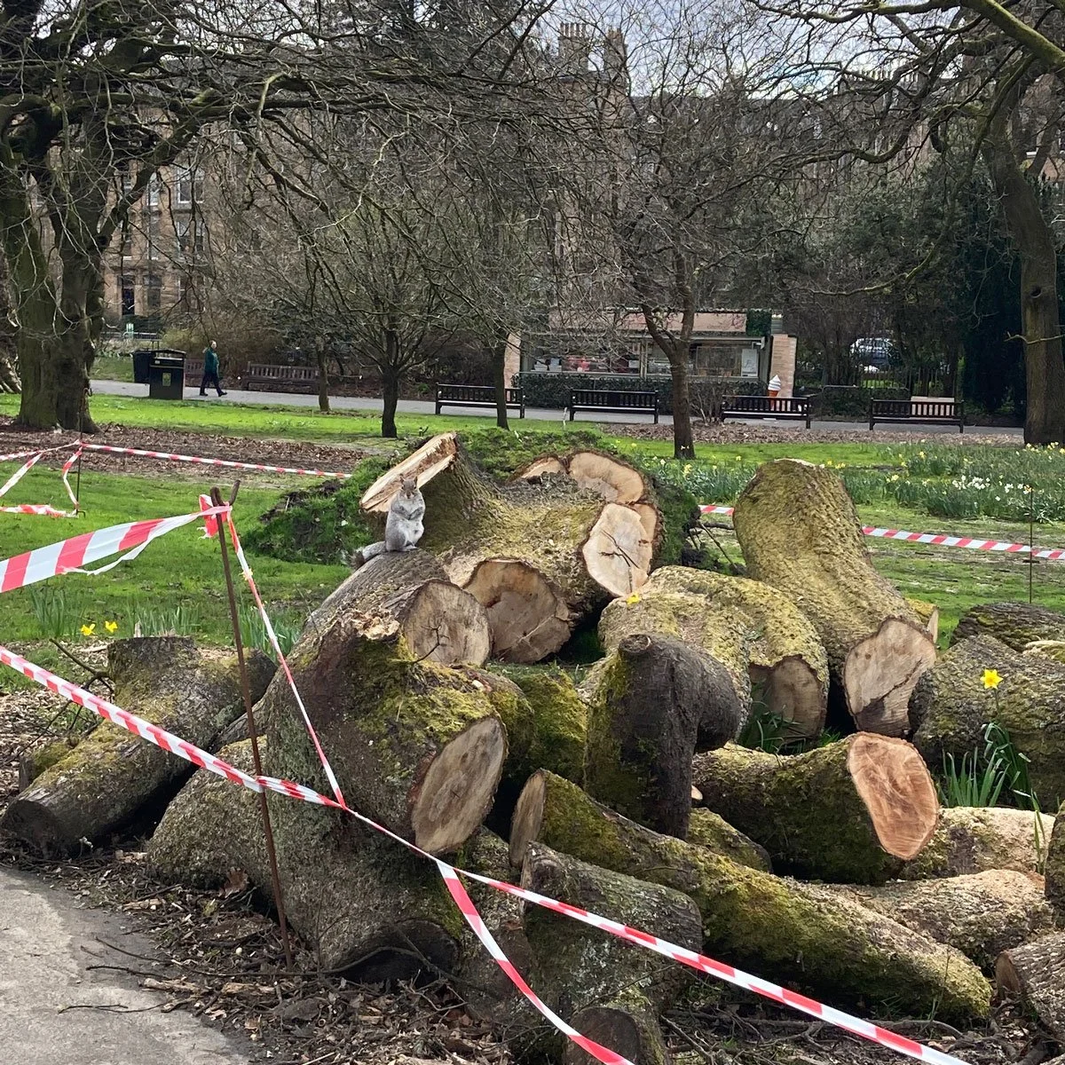 Squirrel perched on chopped down tree with tape around it, Botanic Gardens Glasgow