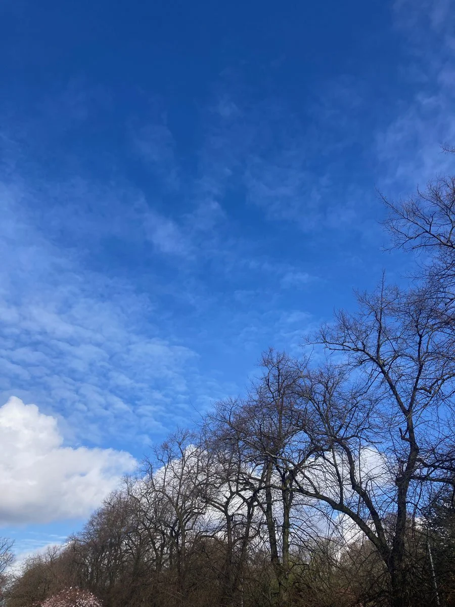 Trees and blue sky, Glasgow