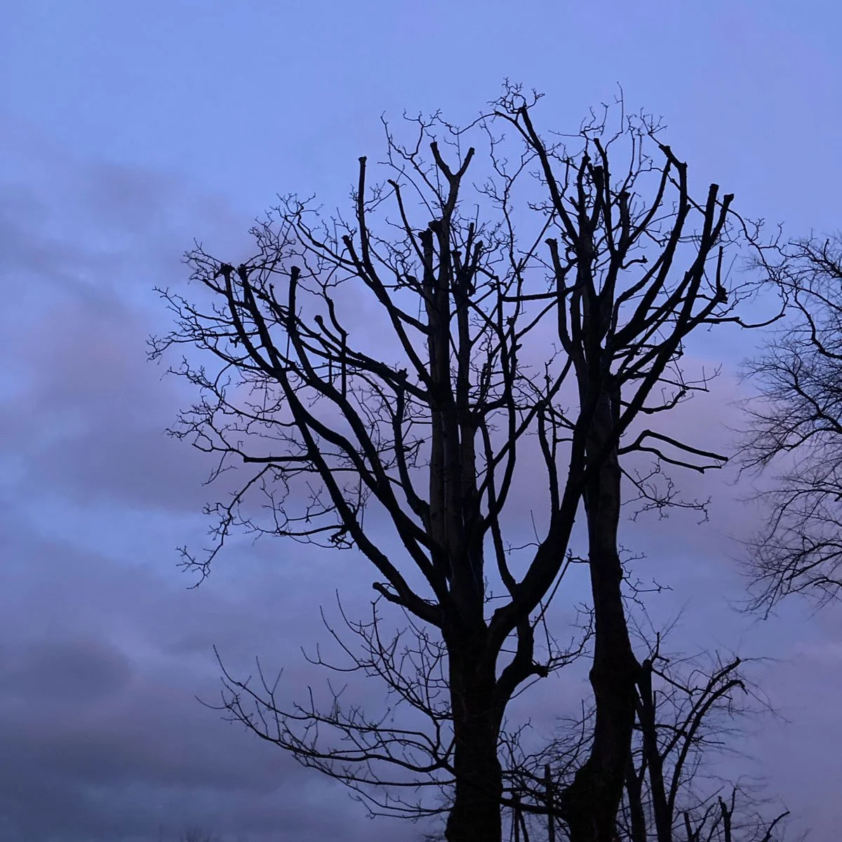 Silhouette of trees at dusk, Glasgow