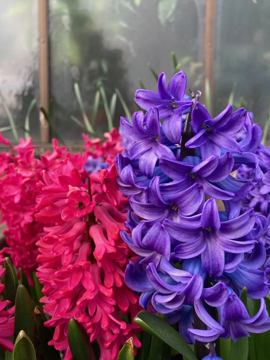 Close up of pink and purple flowers in Botanic Gardens Glasgow