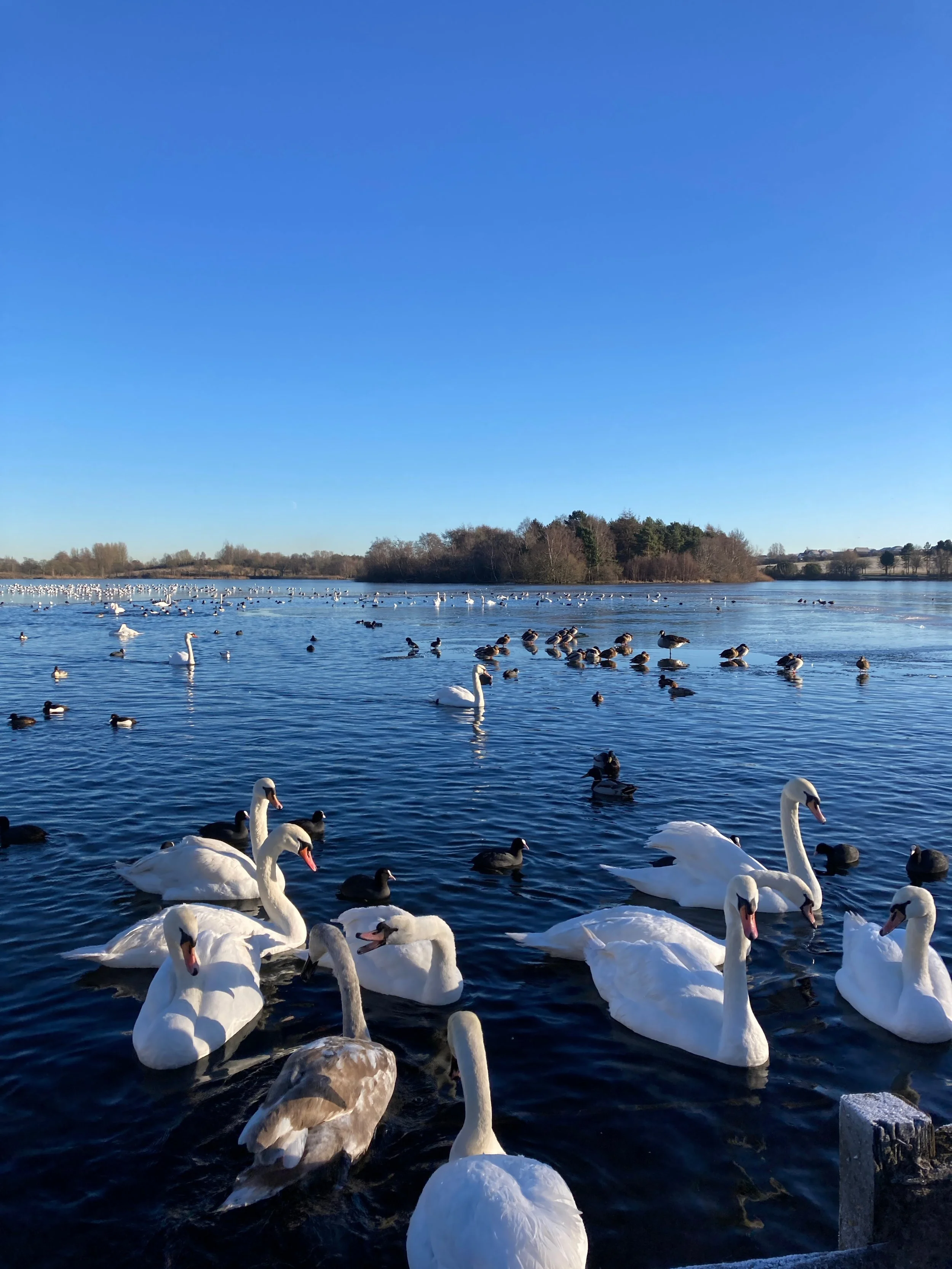 Hogganfield Loch, Glasgow, on a cold winter day with birds