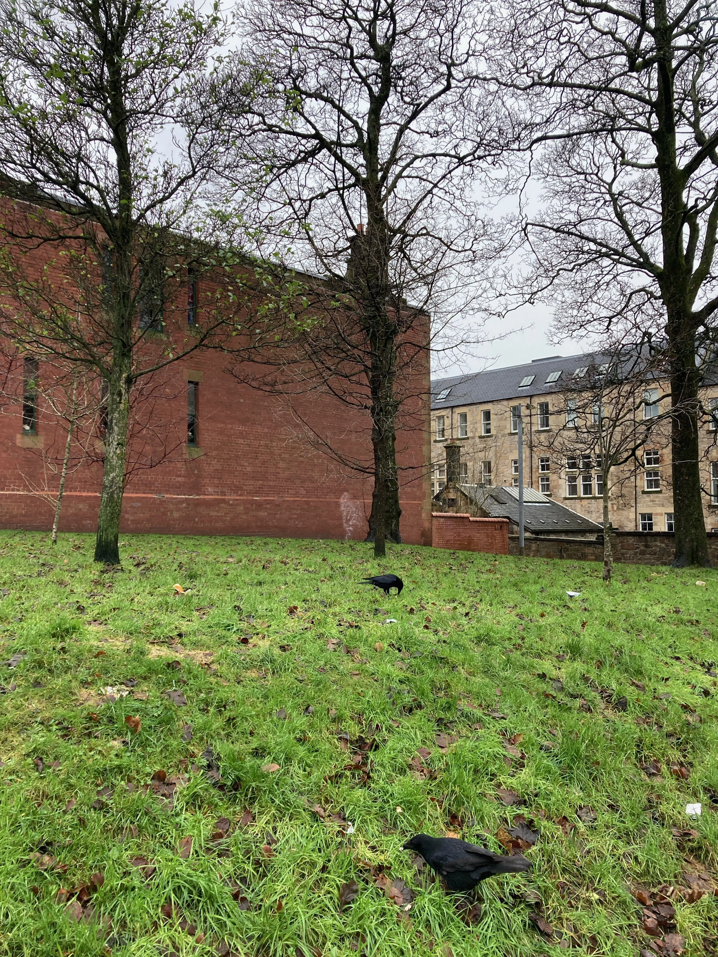 Crows packing on the grass in front of trees and buildings in Glasgow