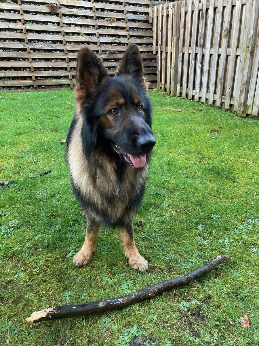 German Sheprherd smiling