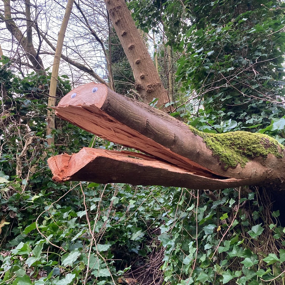 Split tree branch with googly eyes
