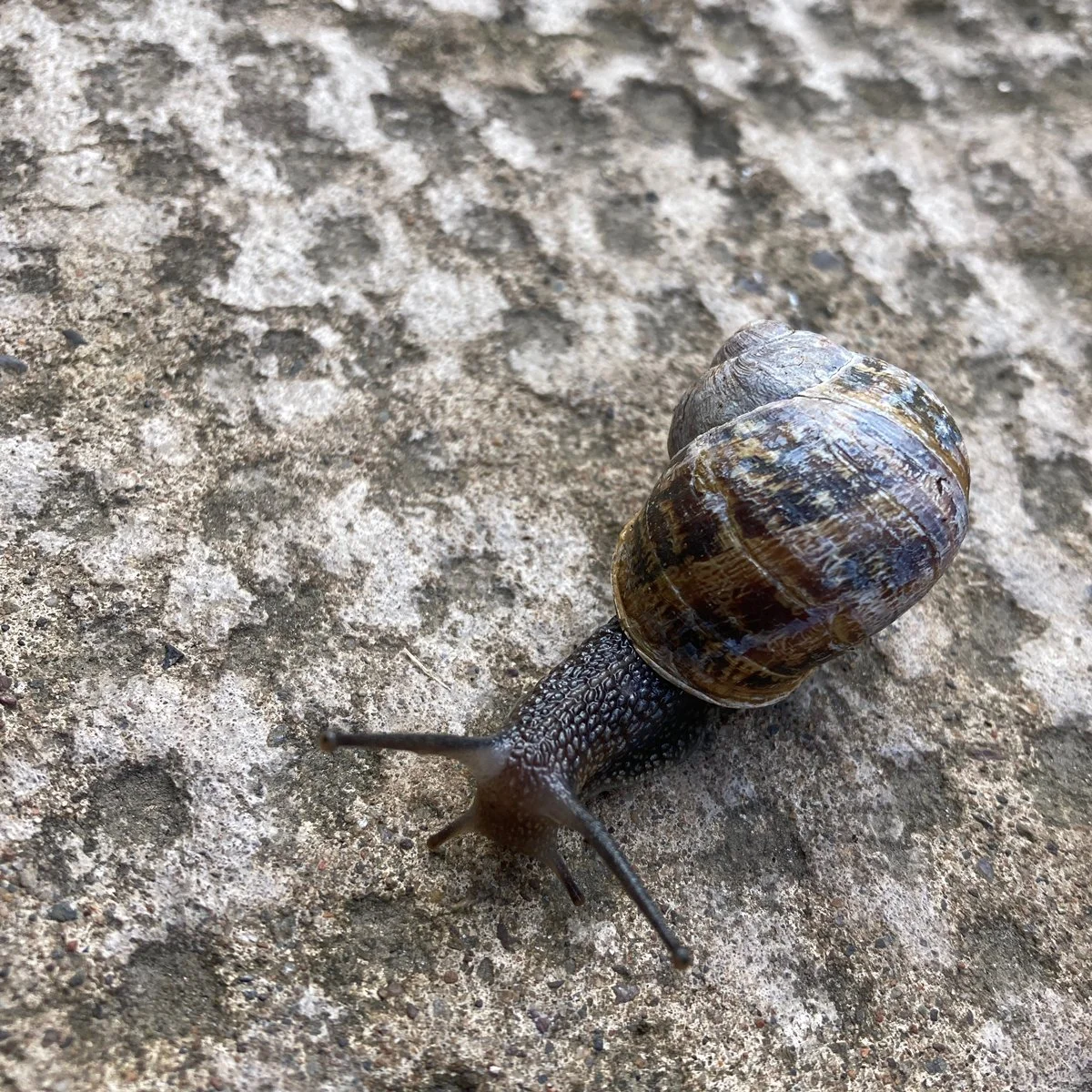 Close up of a snail on a textured path