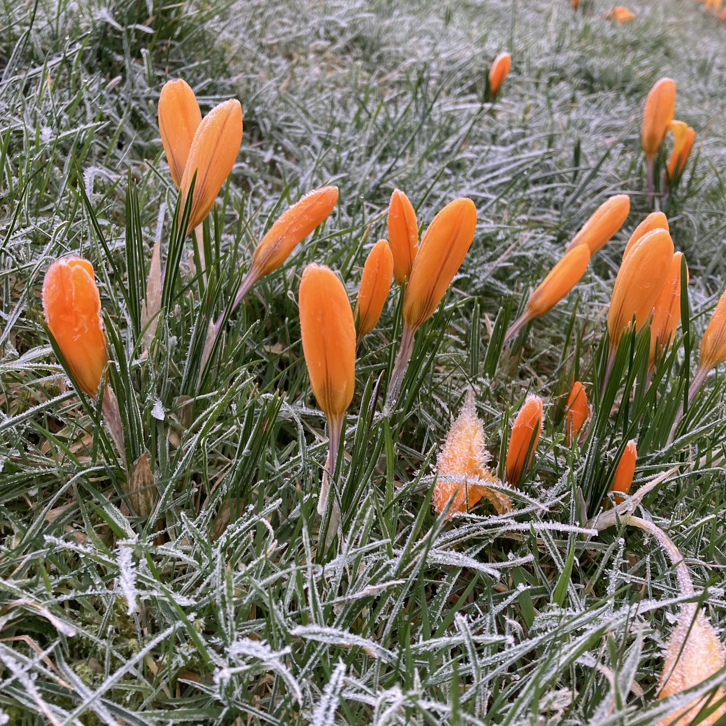 Frozen crocuses