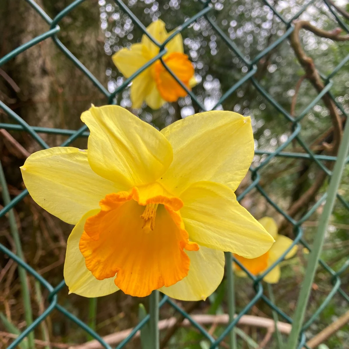 Daffodil braking through a chain fence