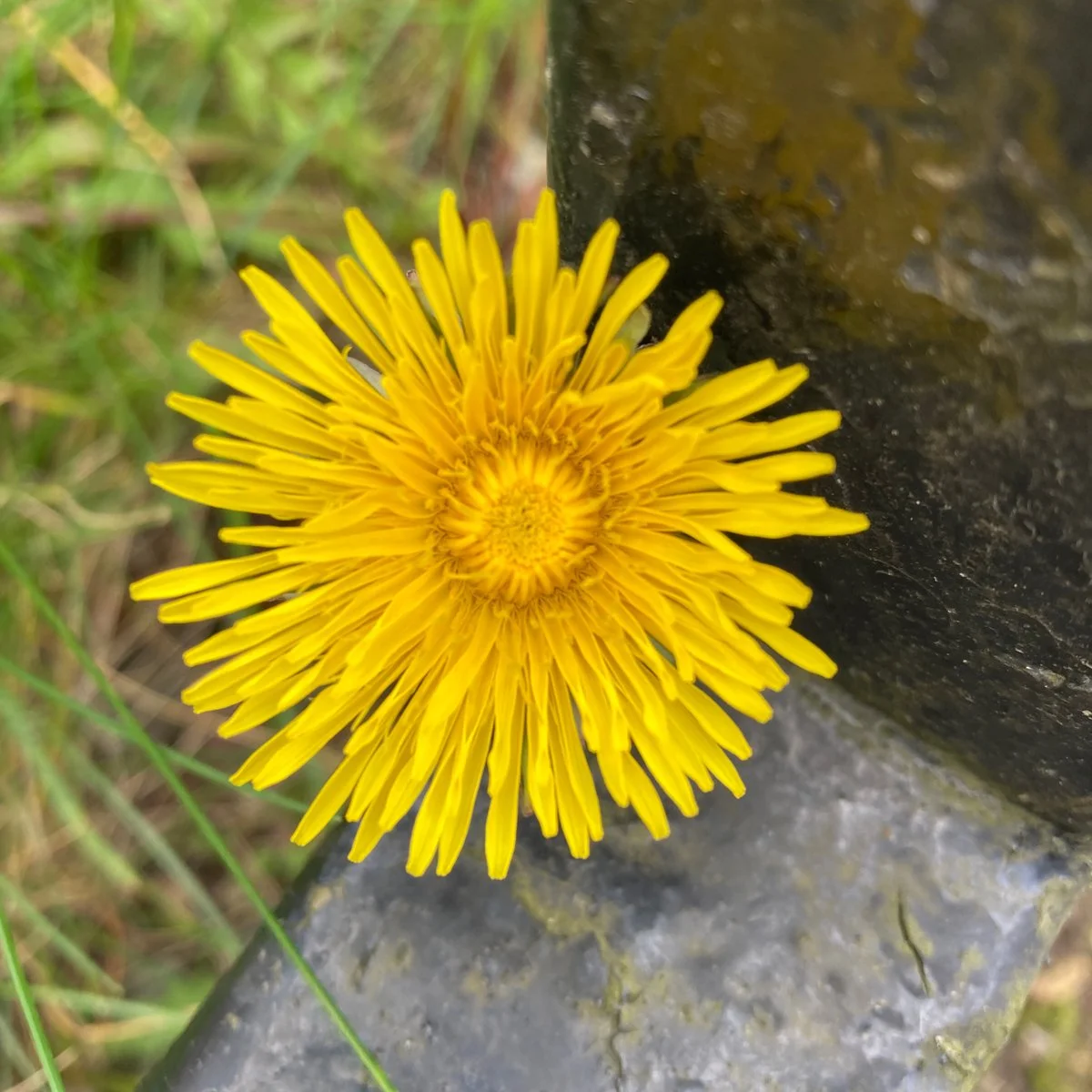 Close up of a dandelion flower