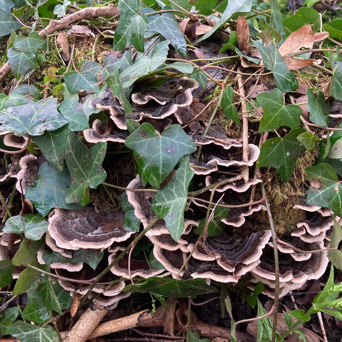 Close up of mushrooms and ivy on a log