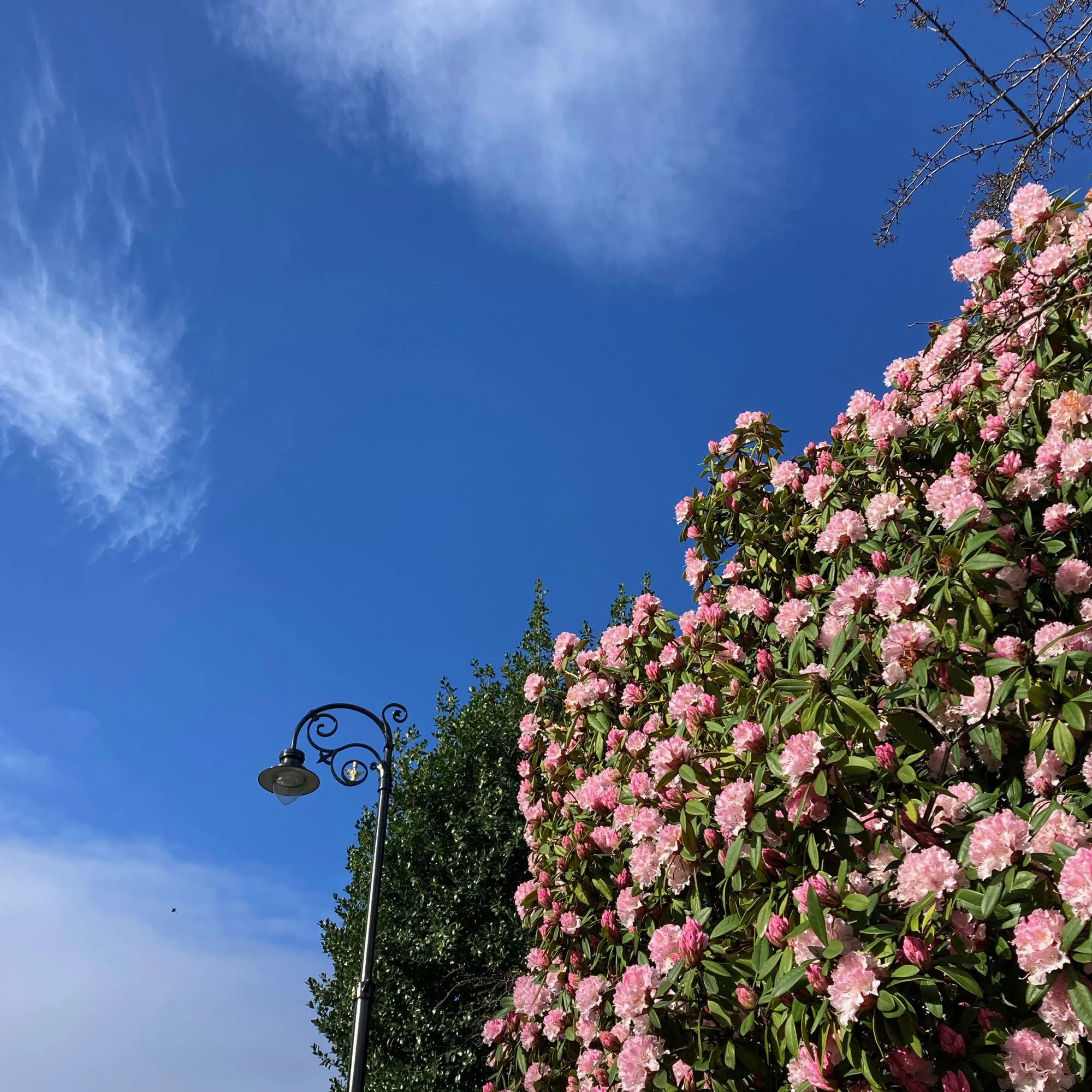Photo of blue sky and rhododendron flowers