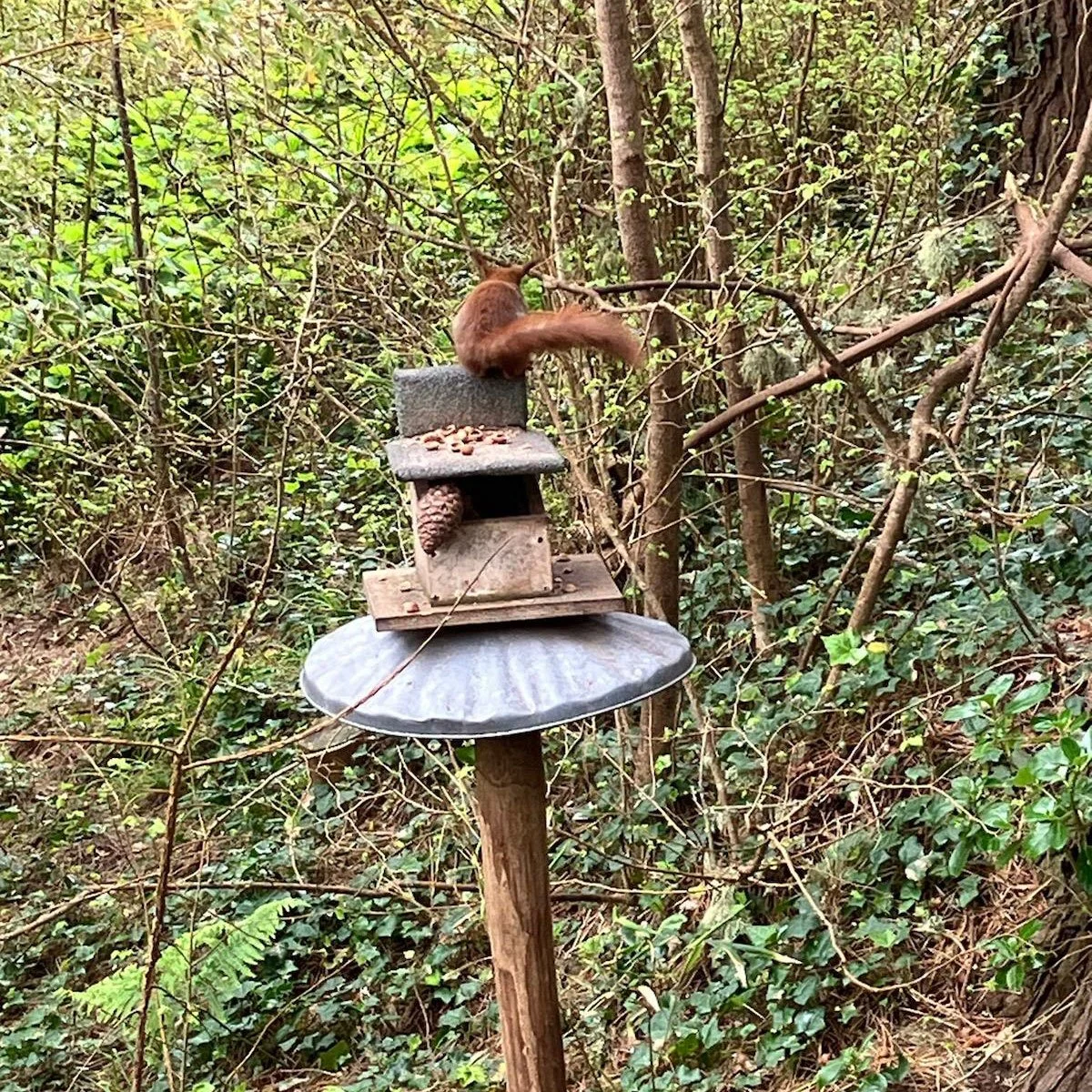 Red squirrel, Tresco island