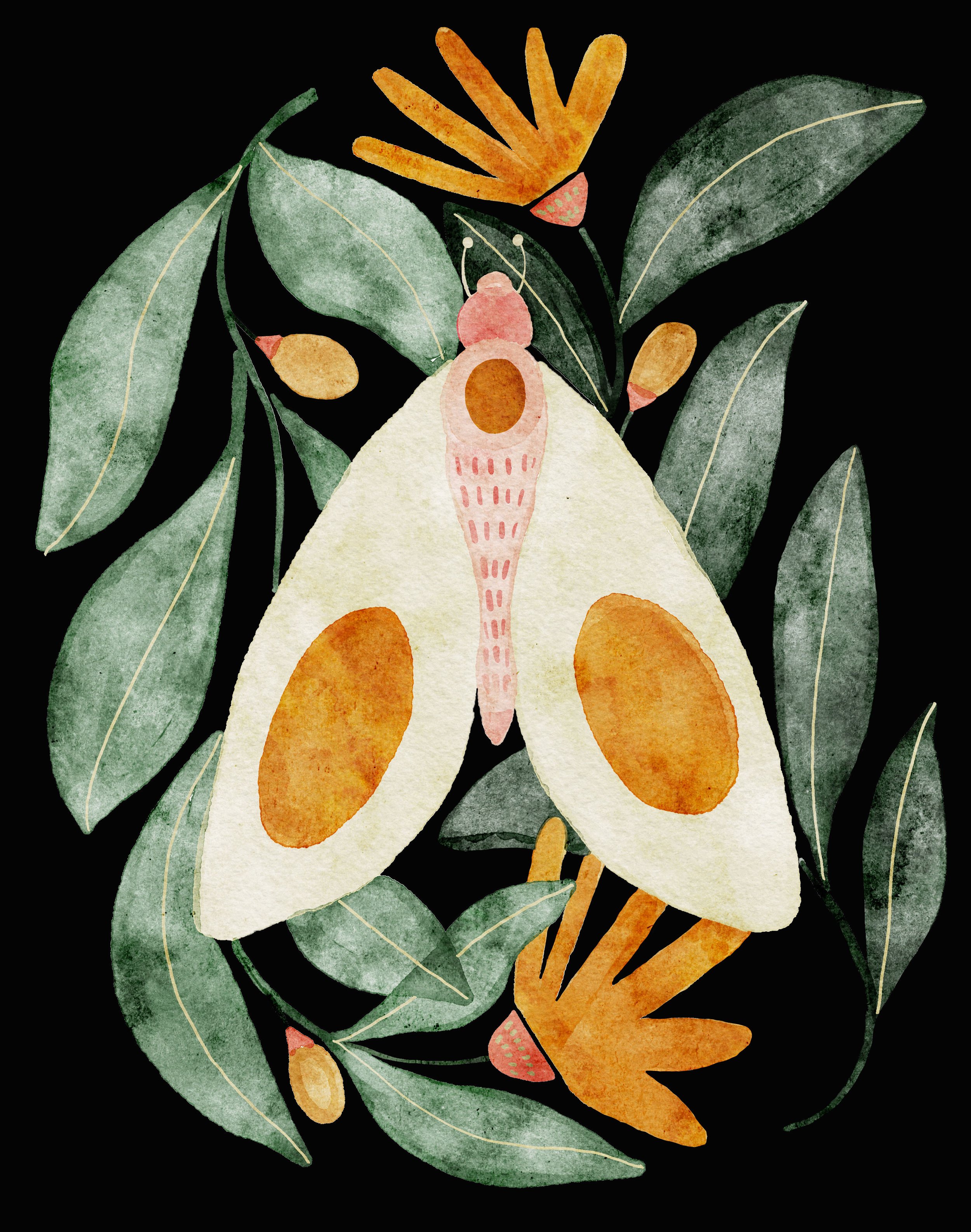 Midnight Moth