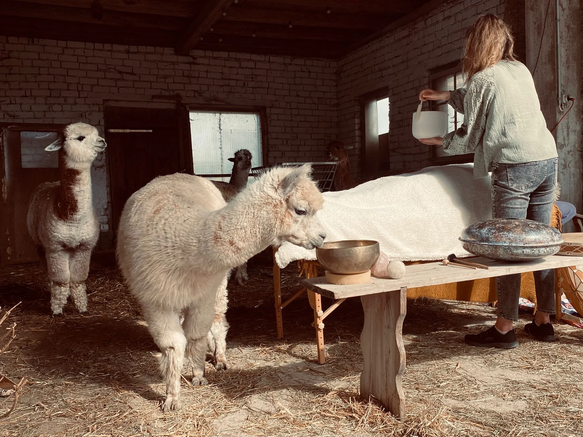 Une personne donne à manger à des alpagas dans un intérieur rustique, avec des alpagas blonds et bruns, et une table en bois avec des objets décoratifs en dessous.