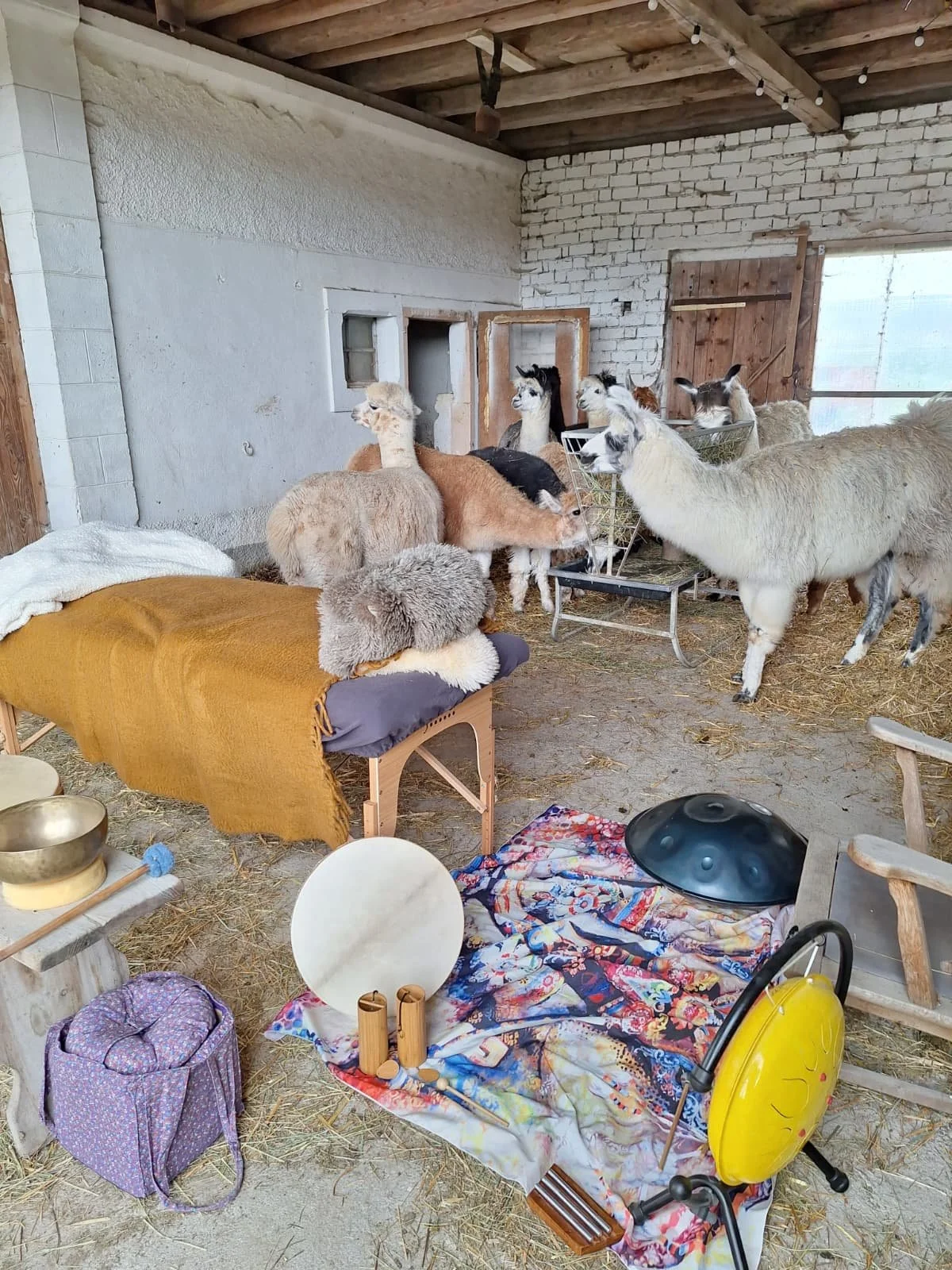 Une ferme avec plusieurs alpagas dans un enclos détaché avec des enregistrements colorés, un canapé avec des coussins en fourrure, et divers instruments de musique comme un tambour sur un tissu coloré, ainsi qu'une balance en biscuit.