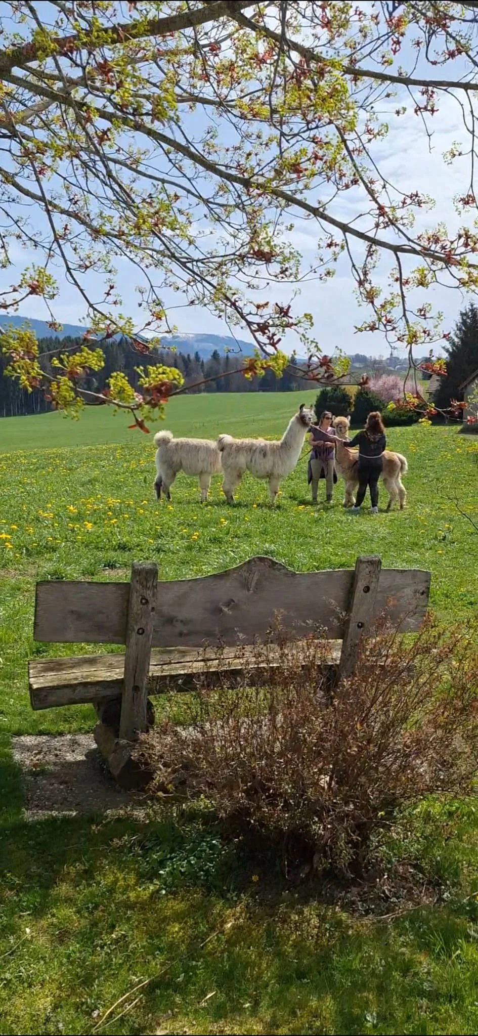 Une scène champêtre avec des lamas ou alpagas et des personnes en train de les caresser dans un champ vert. Un arbre en fleurs au premier plan, un banc en bois et une vue de collines en arrière-plan.