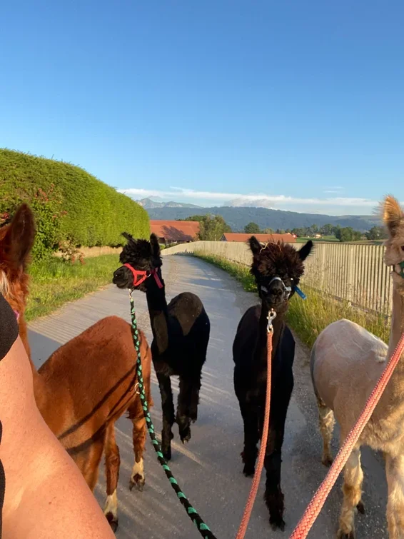 Quatre alpagas ou lamas sur un chemin rural, avec deux noirs et deux plus clairs, sous un ciel bleu clair, avec des champs et des collines en arrière-plan.
