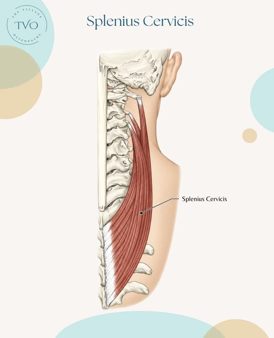 Ever wonder why a stiff upper back gives you a pain in the neck? 🧐 
Meet the splenius cervicis! It&rsquo;s a hardworking muscle that connects your mid-back straight up to your neck bones. 
Its job: it helps you rotate, side-bend, and extend your nec