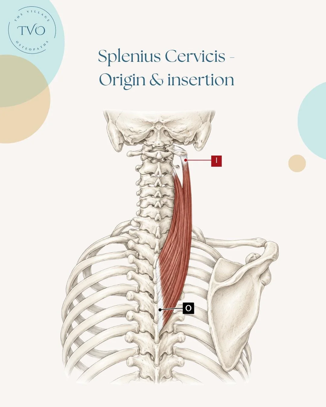 Ever wonder why a stiff upper back gives you a pain in the neck? 
🧐 Meet the splenius cervicis! It&rsquo;s a hardworking muscle that connects your mid-back straight up to your neck bones.  Its job: it helps you rotate, side-bend, and extend your nec