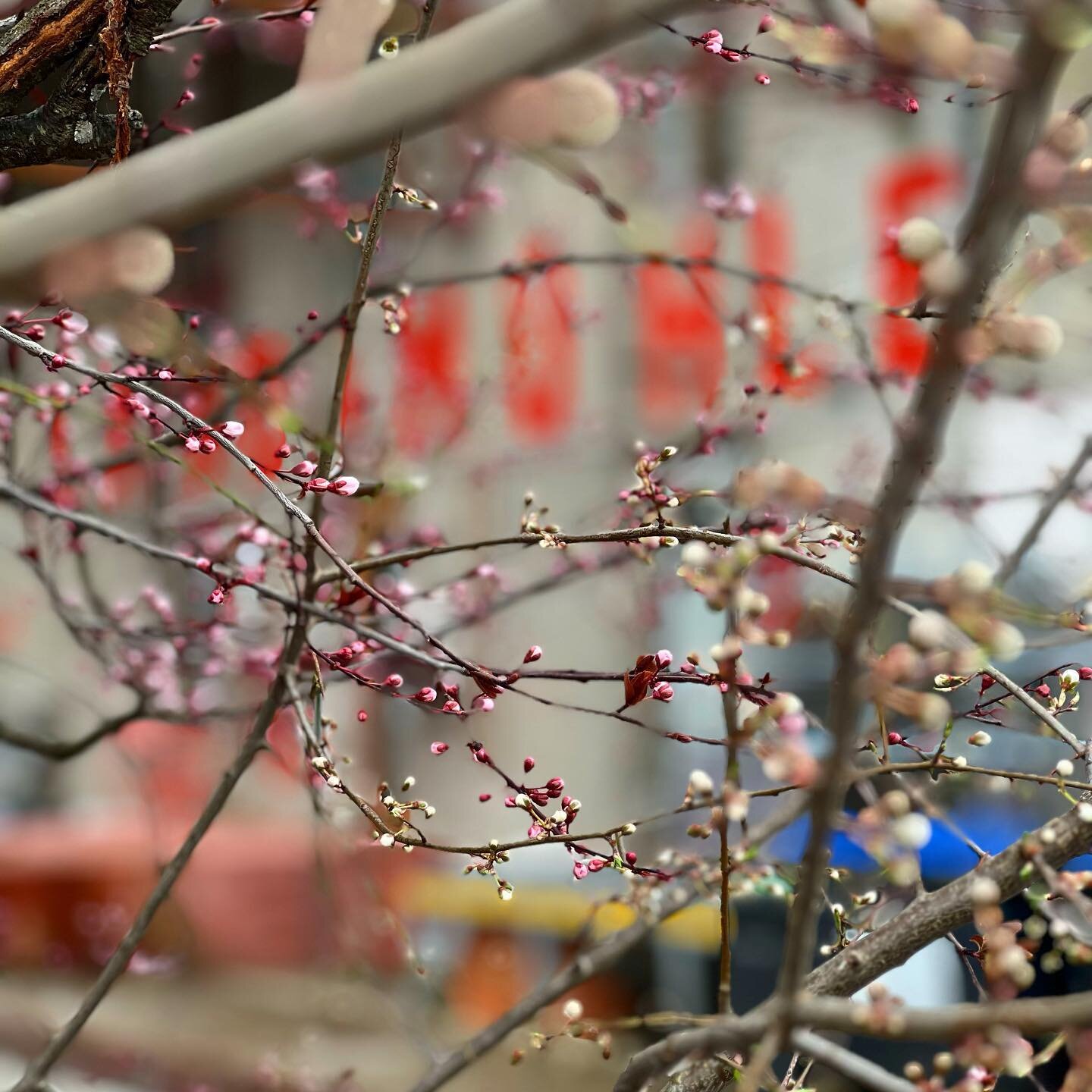 Es wird Fr&uuml;hling in der Landlm&uuml;hle. Ich freue mich, dass wir so viel Gr&uuml;n in unserem Gel&auml;nde haben #natur #nature #blossom #gemeinsam #landlm&uuml;hle #fr&uuml;hling #gr&uuml;n #pflanzen #stephanskirchen #rosenheim #theplcetobe