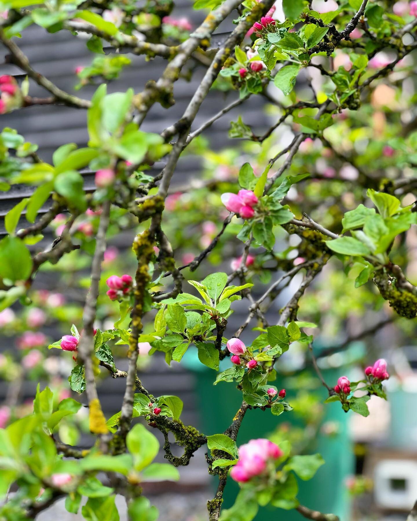 Apfelbl&uuml;te in der Landlm&uuml;hle. Jedes Jahr pflanzen wir weitere Obstb&auml;ume in der Landlm&uuml;hle, das bringt viel Freude &amp; Genuss #regional #landlm&uuml;hle #obstb&auml;ume #gemeinsam #stephanskirchen #rosenheim #bl&uuml;te