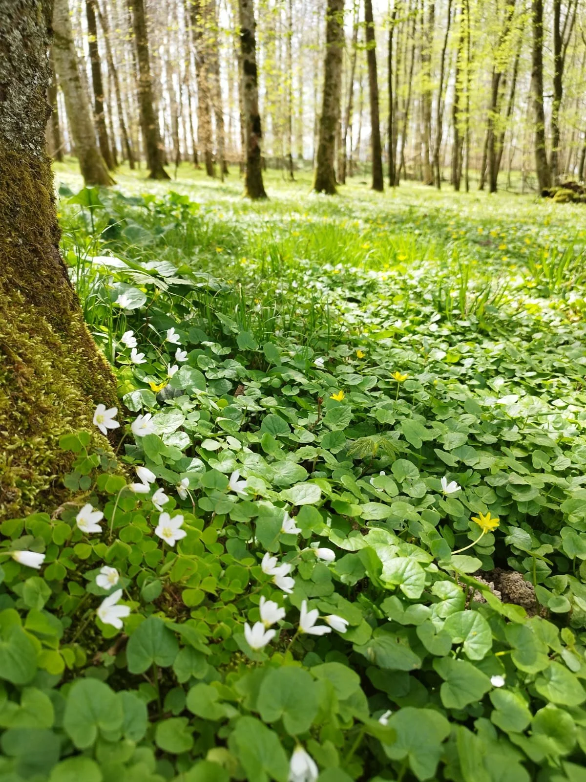 Jahreskreisfest Ostara 