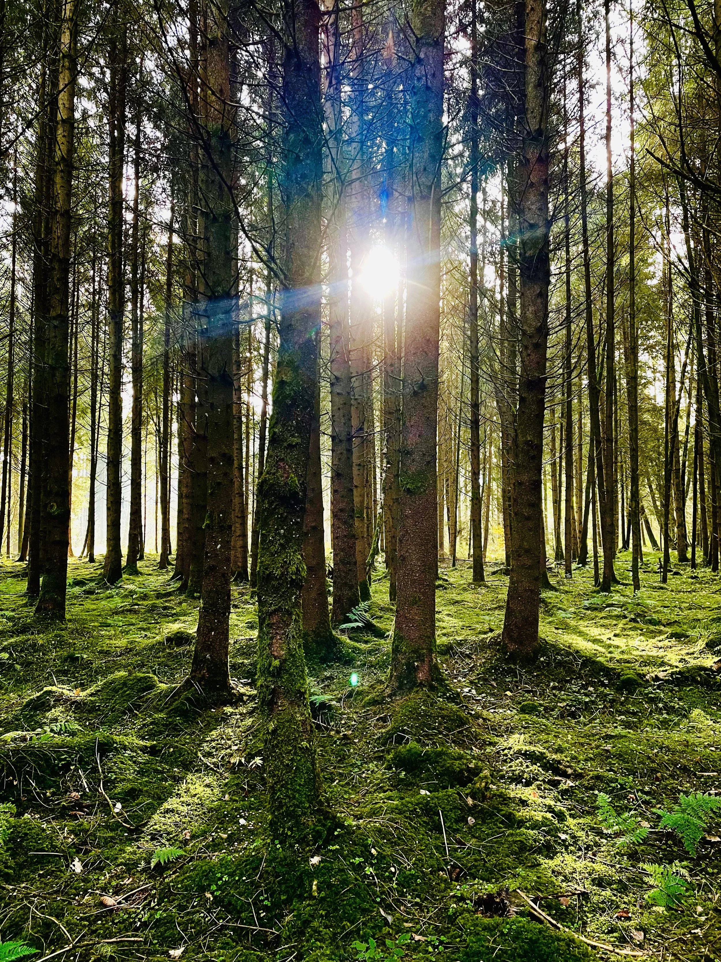 Wald.jpeg