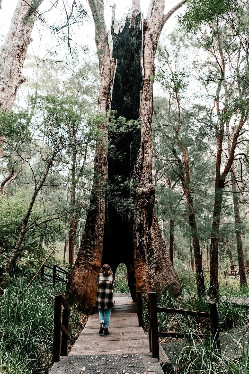 Quiet moments beneath some of Western Australia’s oldest and tallest forests.