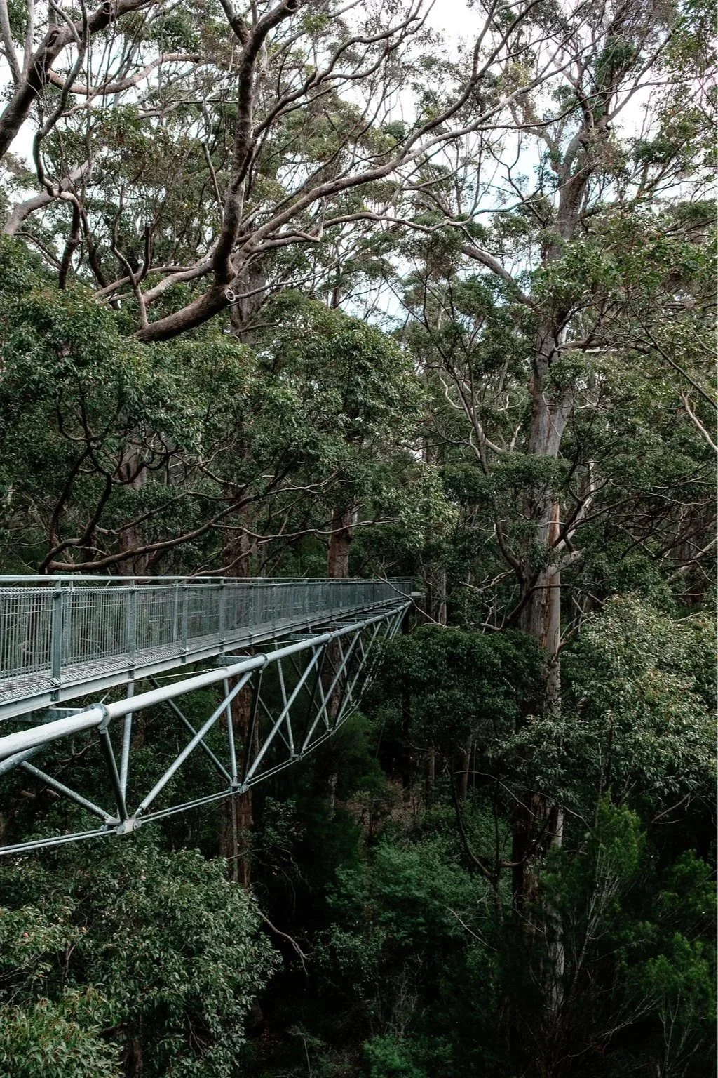 Suspended high amongst the towering tingle forest at the Valley of the Giants Tree Top Walk.