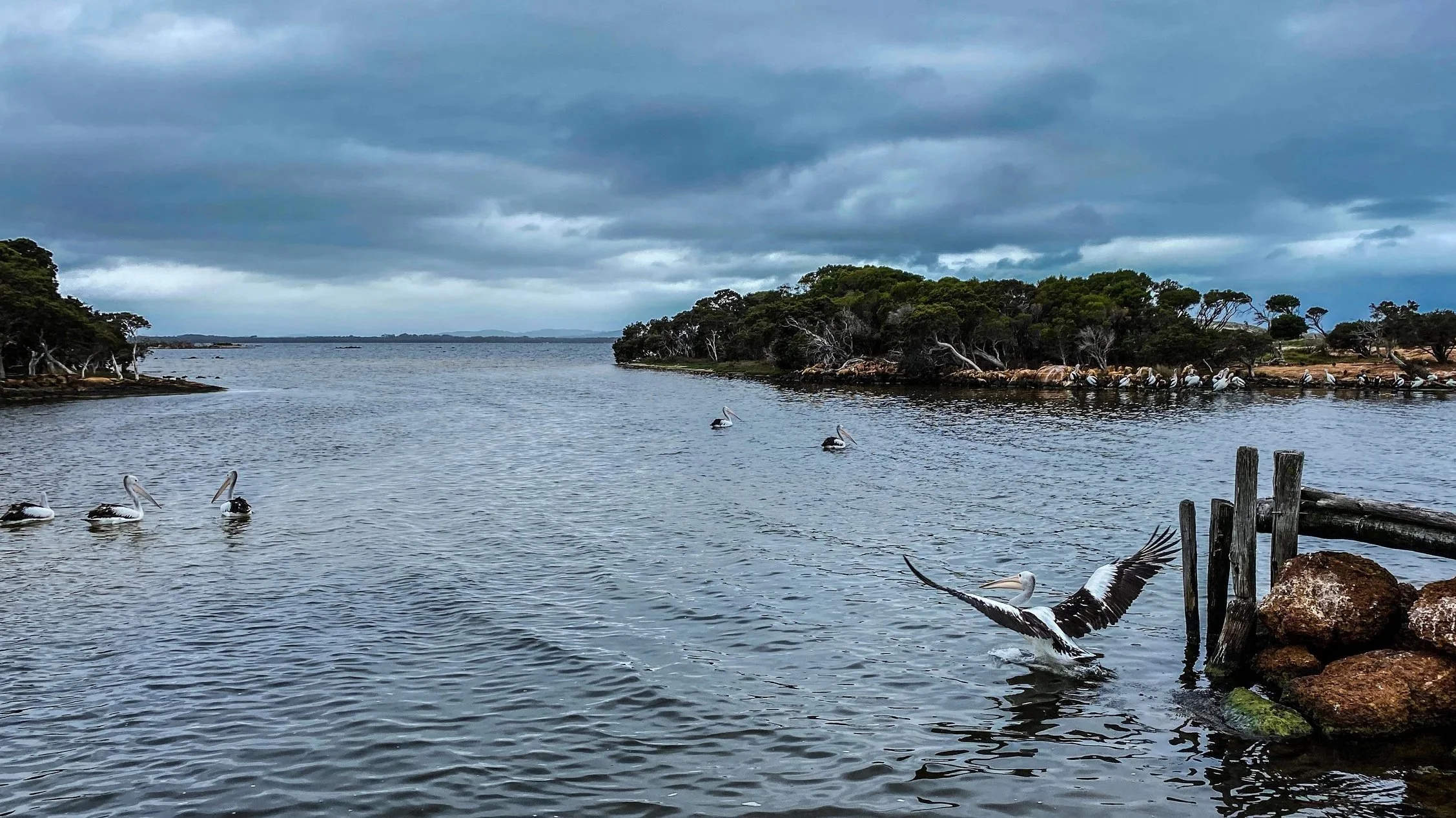 View across Wilson Inlet in Denmark WA with pelicans resting on the water and coastal scenery in the background.