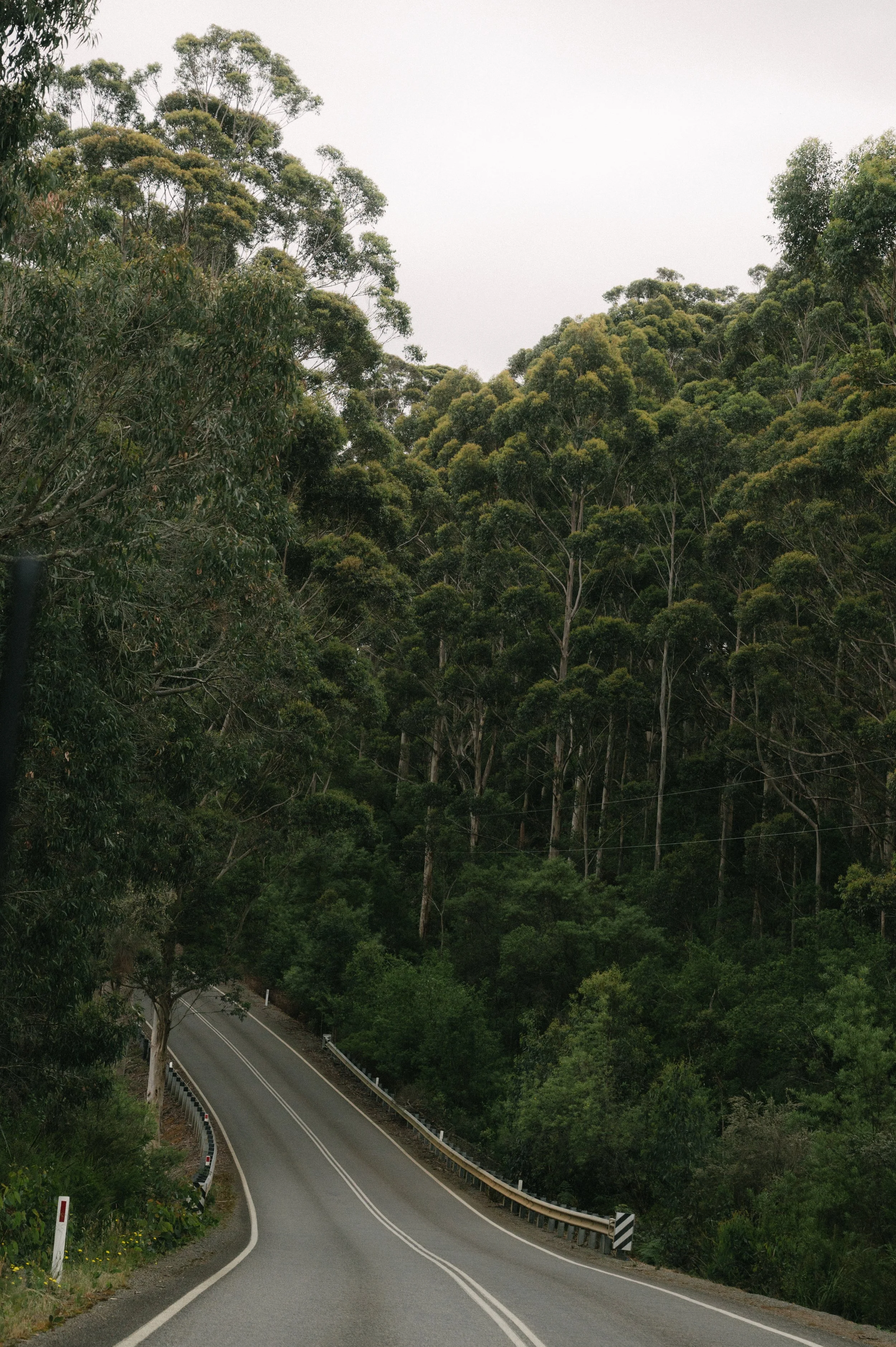 Winter forest road near Denmark WA in the Great Southern region